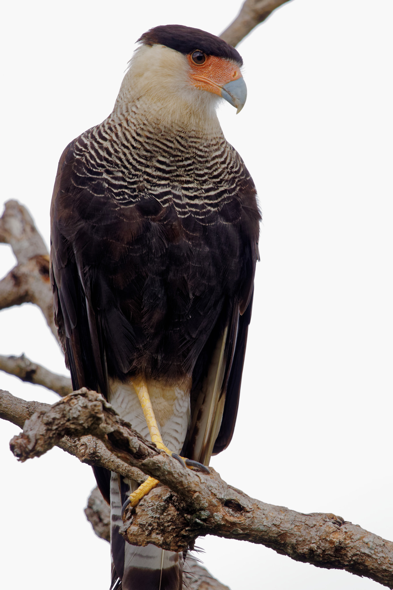 Sigma 150-600mm F5-6.3 DG OS HSM | C sample photo. Caracara photography