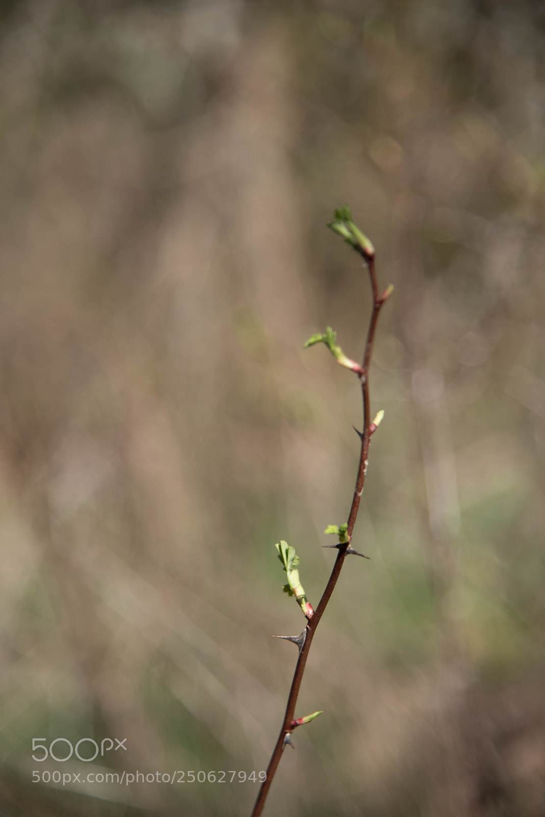 Nikon D750 sample photo. Springtime photography