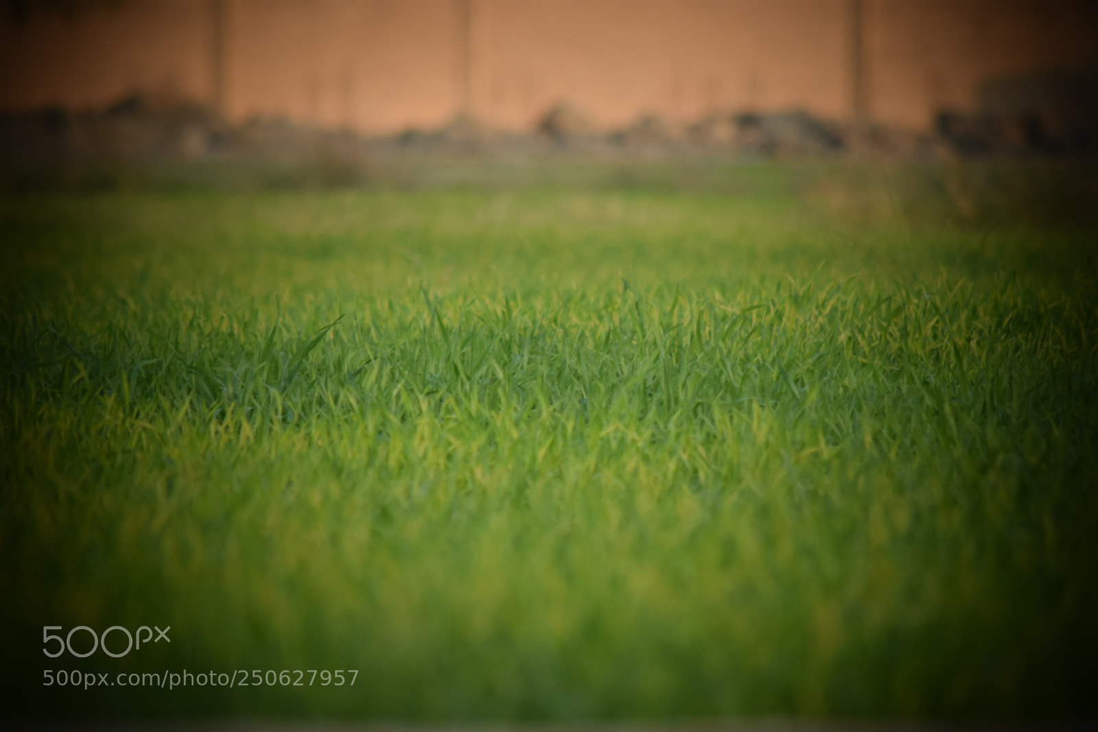 Nikon D5300 sample photo. Wheat in initals.... photography
