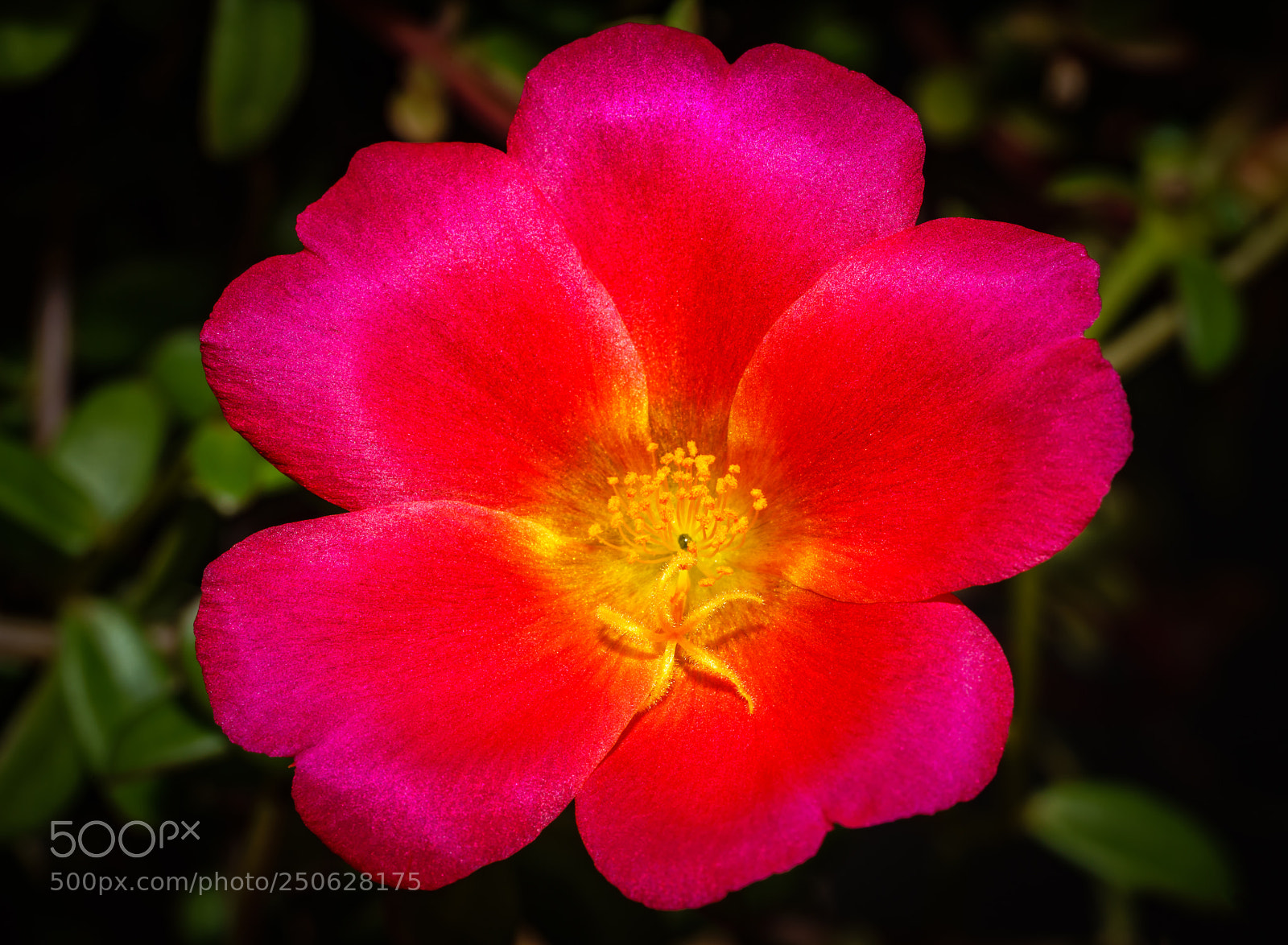 Sony a7R II sample photo. Portulaca photography