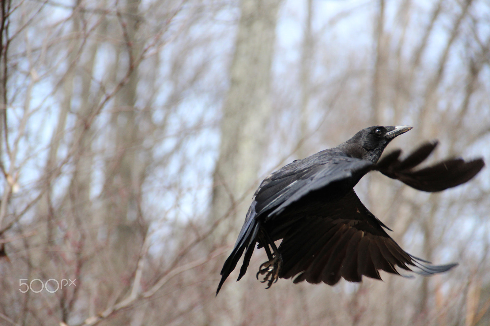 Canon EF-S 18-135mm F3.5-5.6 IS sample photo. American crow photography