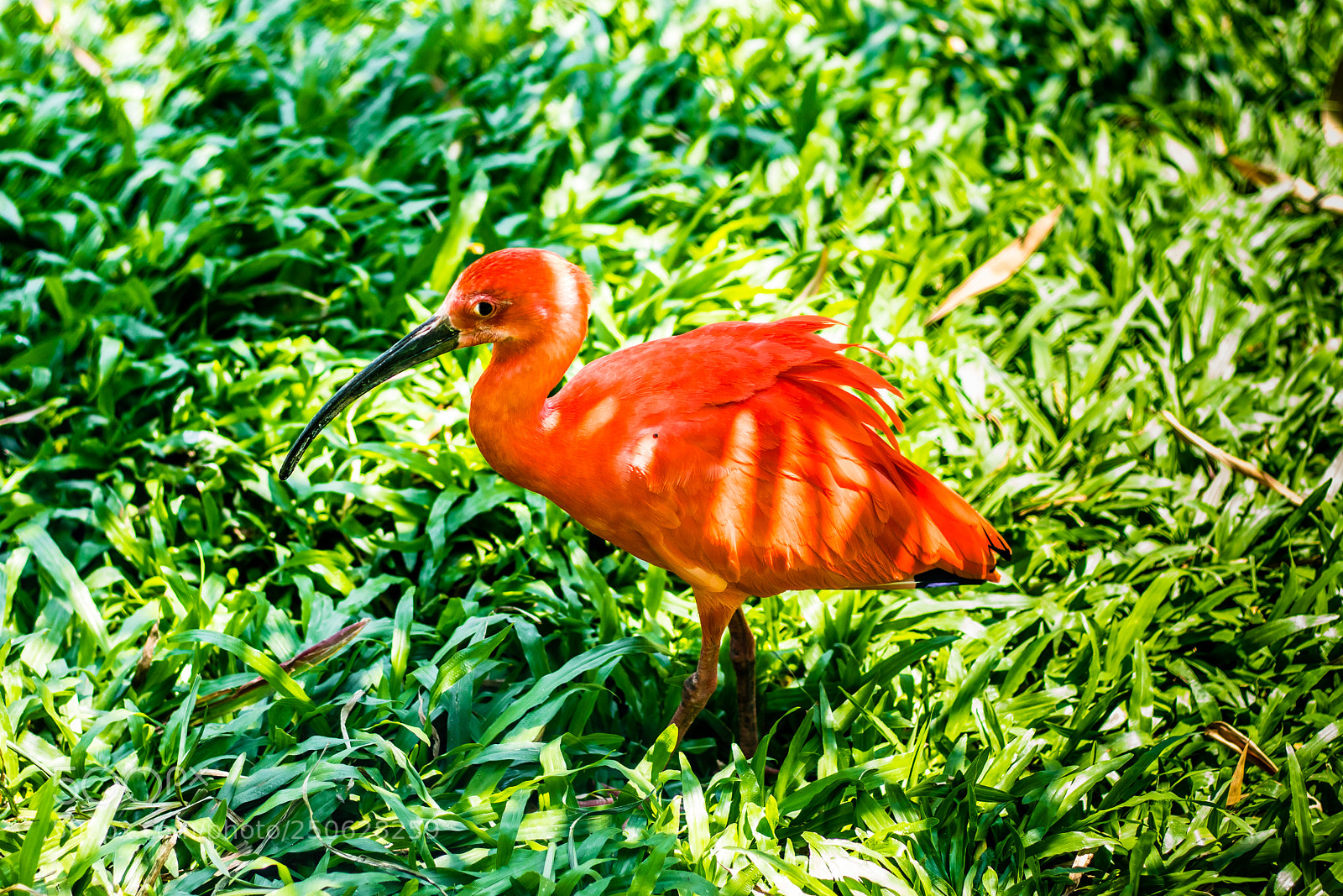 Canon EOS 80D sample photo. I am red photography