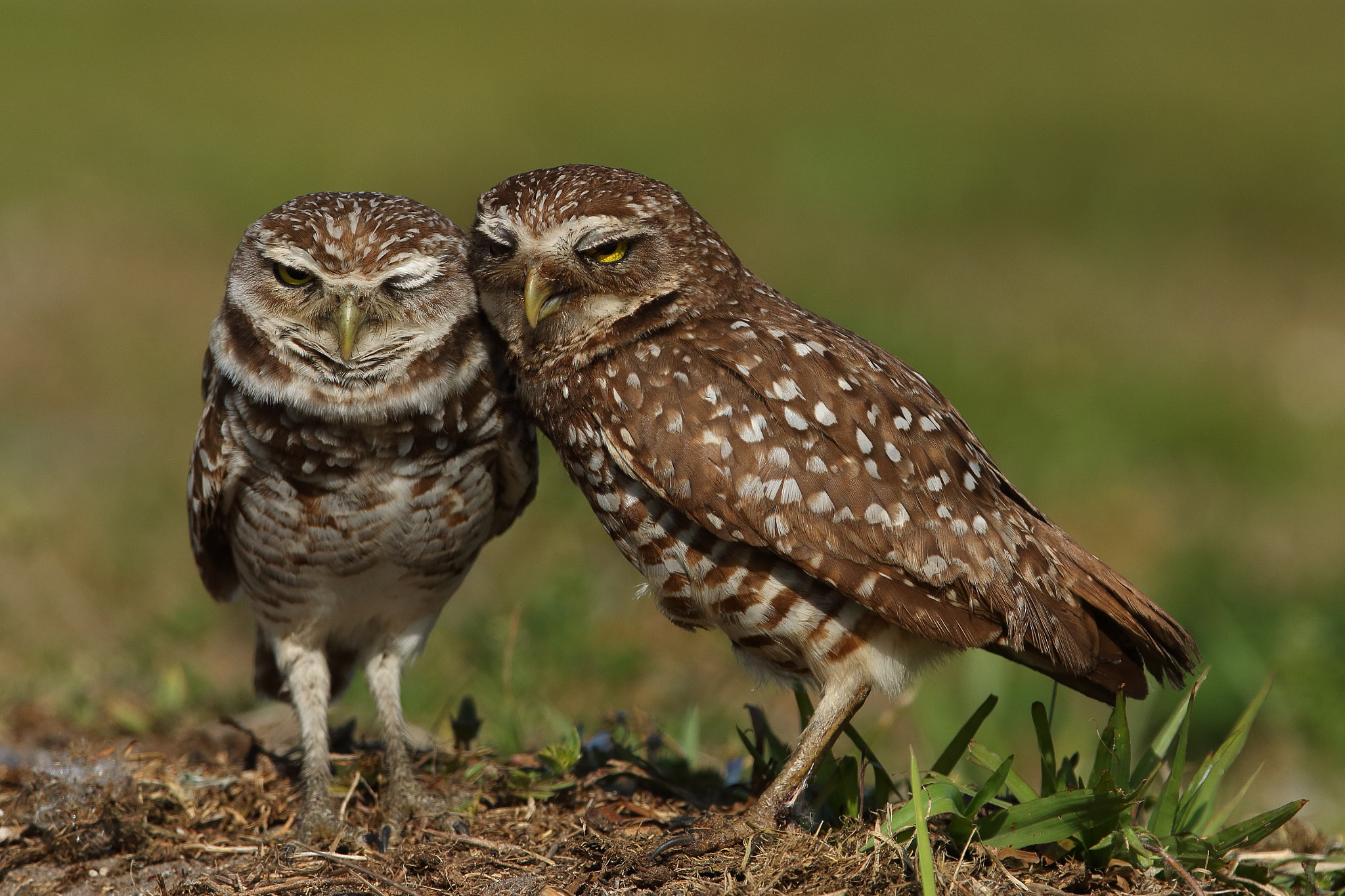 Canon EF 300mm F2.8L IS USM sample photo. Burrowing owl -athene cunicularia photography
