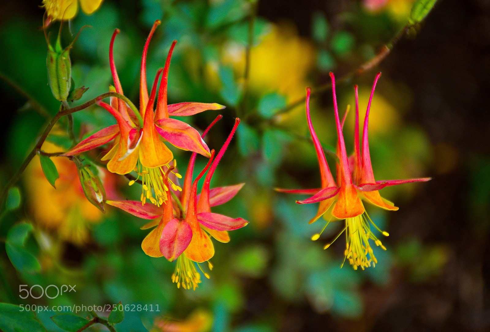 Nikon D7100 sample photo. Columbine trio photography
