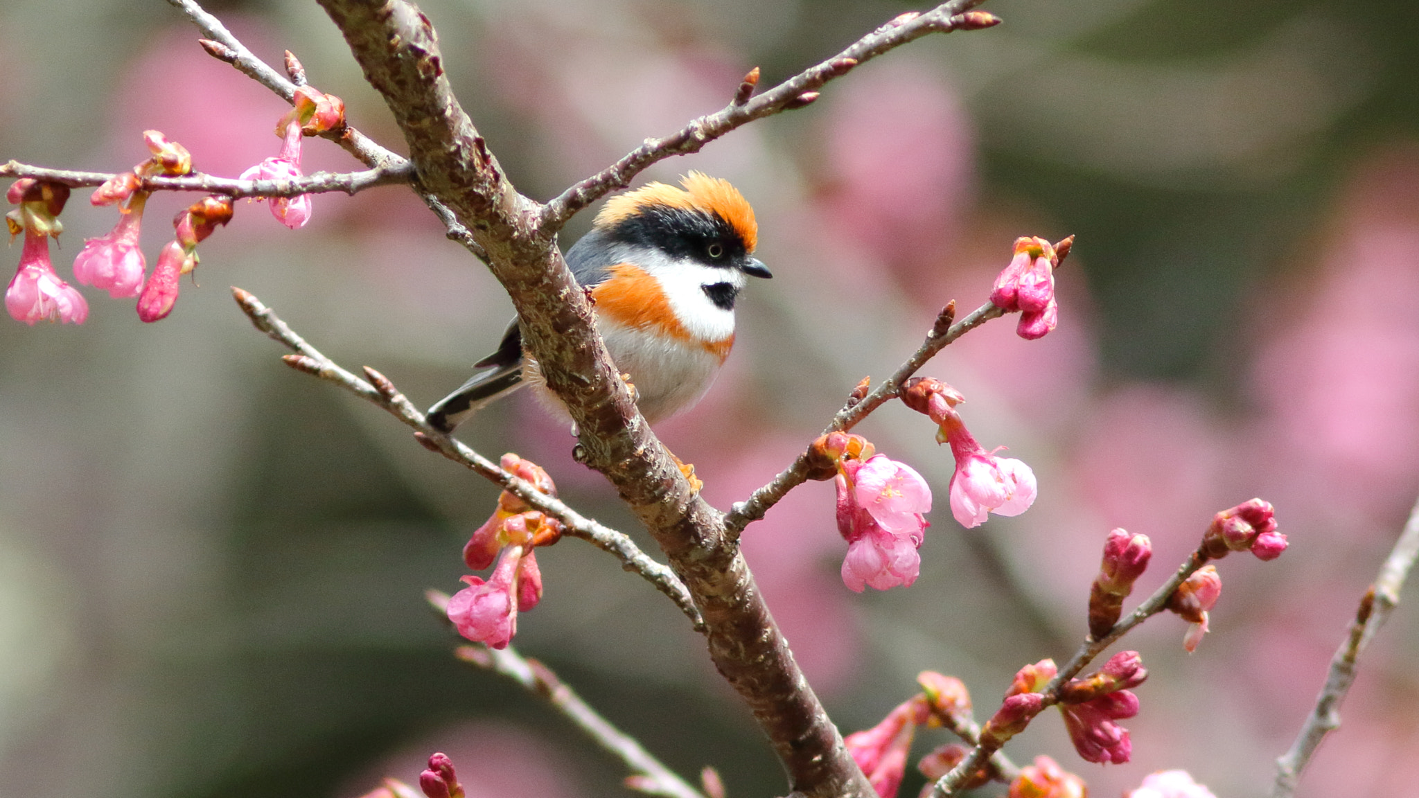 Canon EF 300mm F4L IS USM sample photo. 紅頭山雀(小叮噹) aegithalos concinnus photography