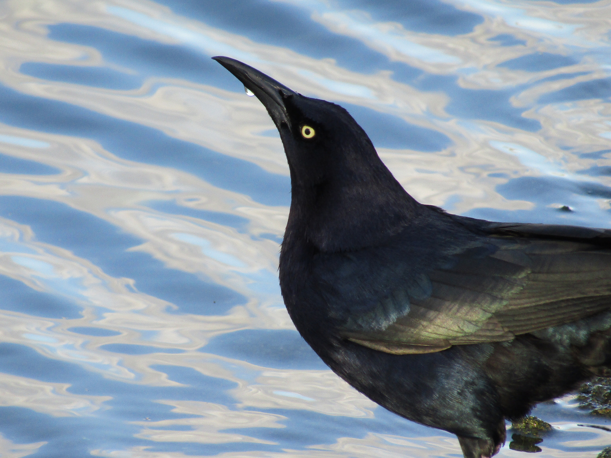 Canon PowerShot SX420 IS sample photo. The black bird photography