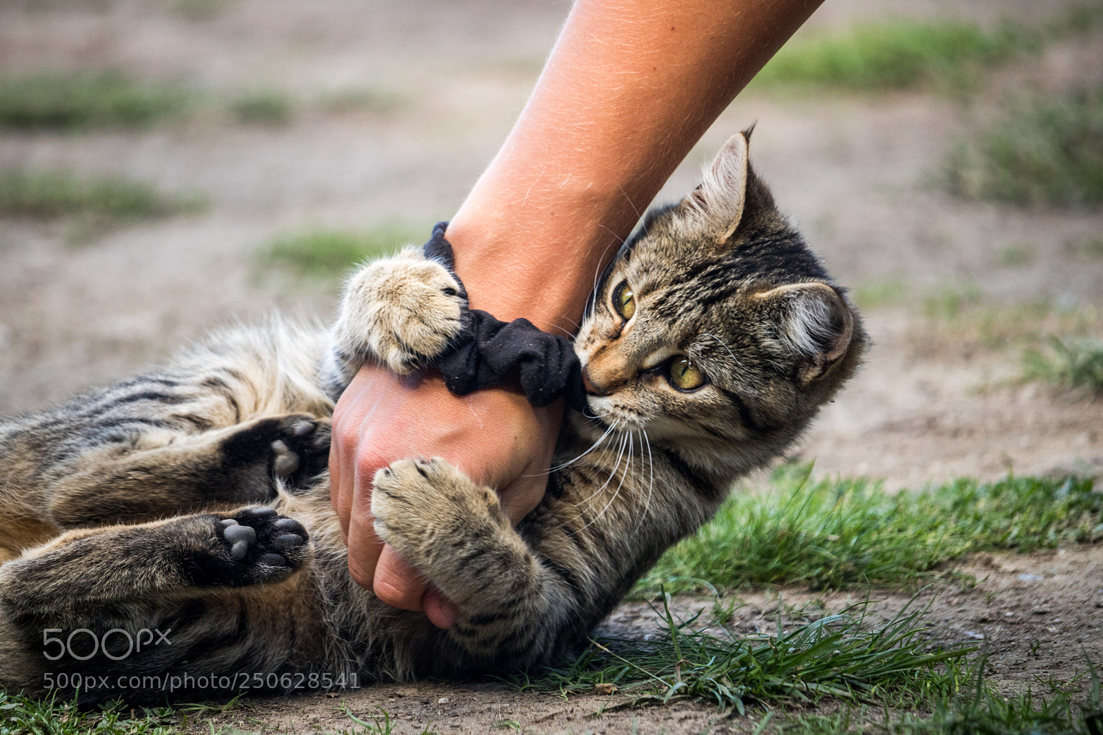 Canon EOS 760D (EOS Rebel T6s / EOS 8000D) sample photo. Straying cat photography