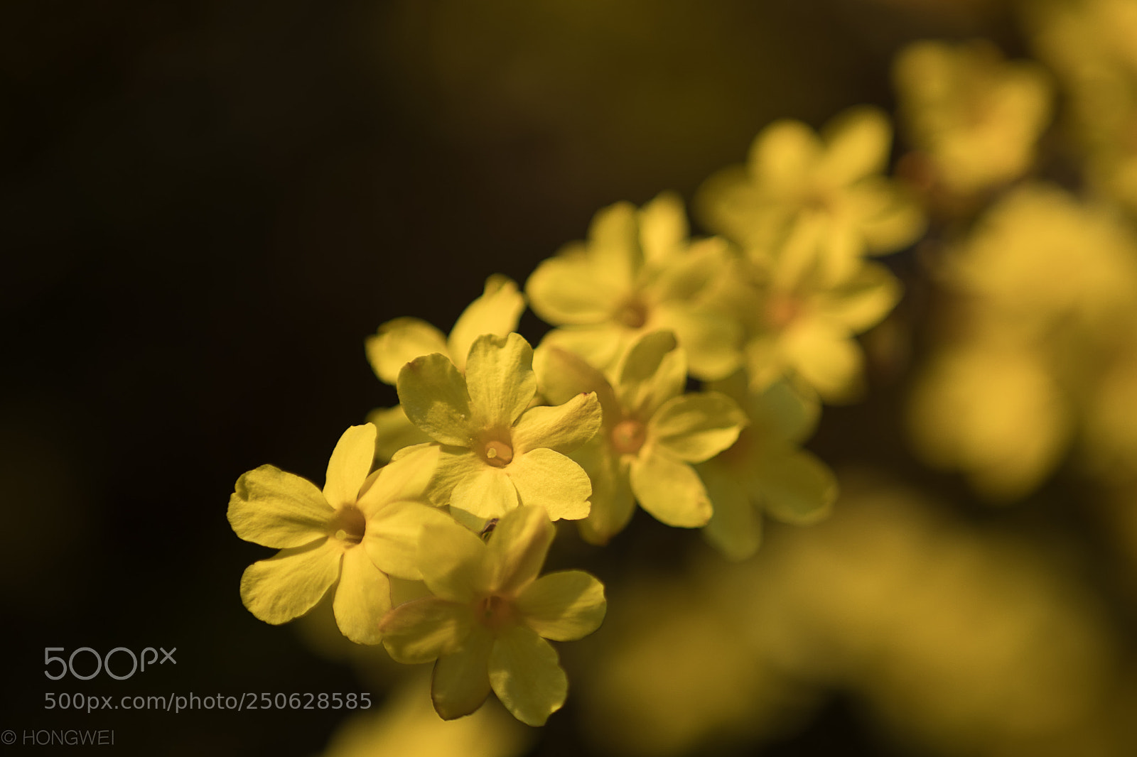 Canon EOS 5D Mark IV sample photo. Flower photography