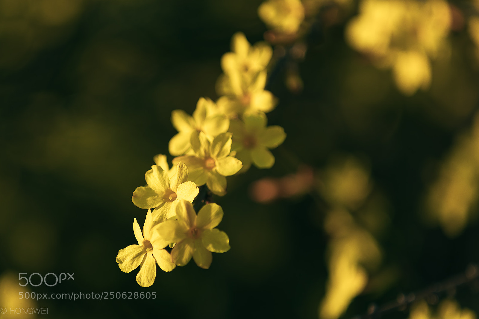 Canon EOS 5D Mark IV sample photo. Flower photography