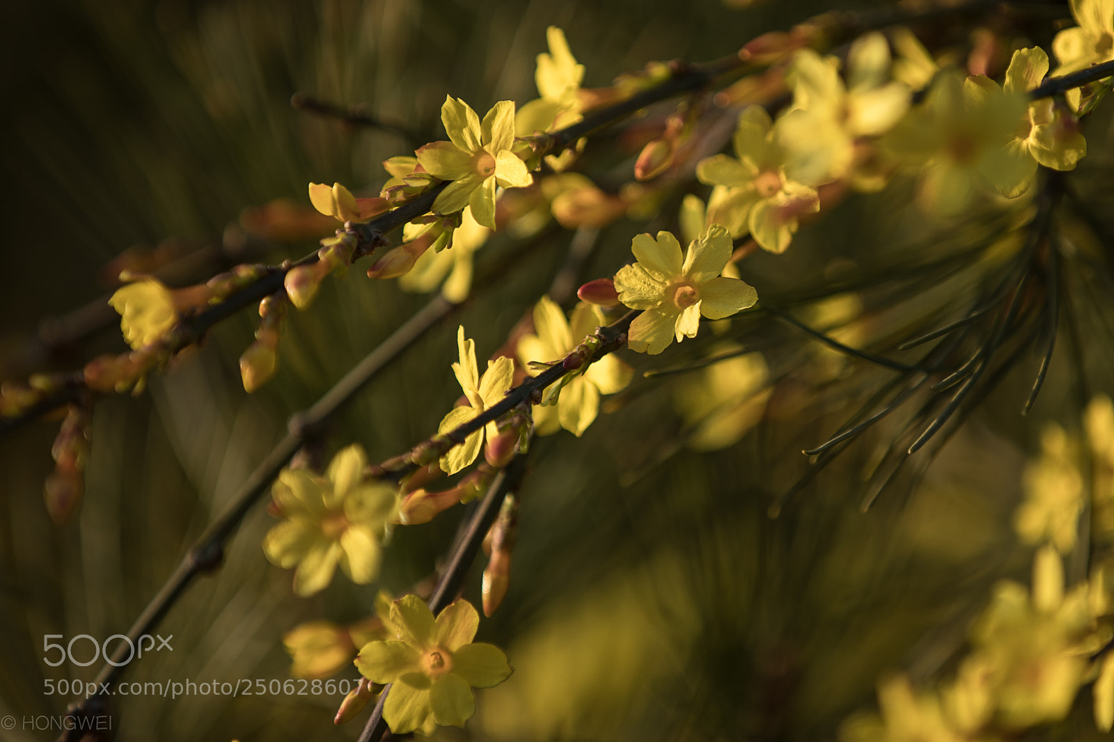 Canon EOS 5D Mark IV sample photo. Flower photography