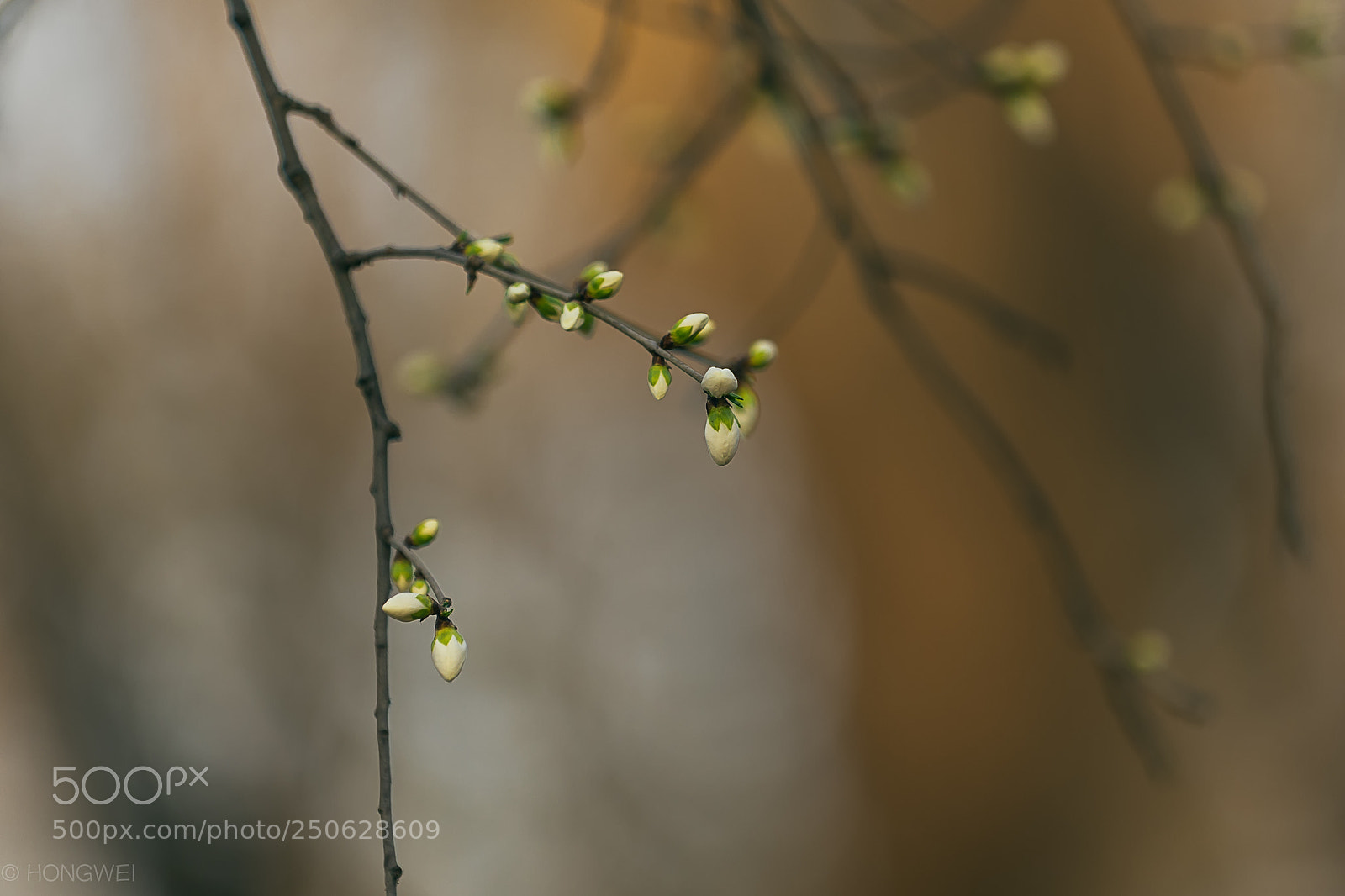 Canon EOS 5D Mark IV sample photo. Flower photography