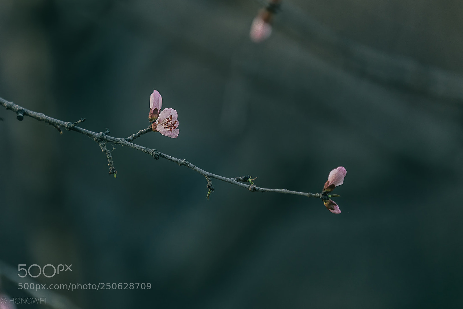 Canon EOS 5D Mark IV sample photo. Flower photography