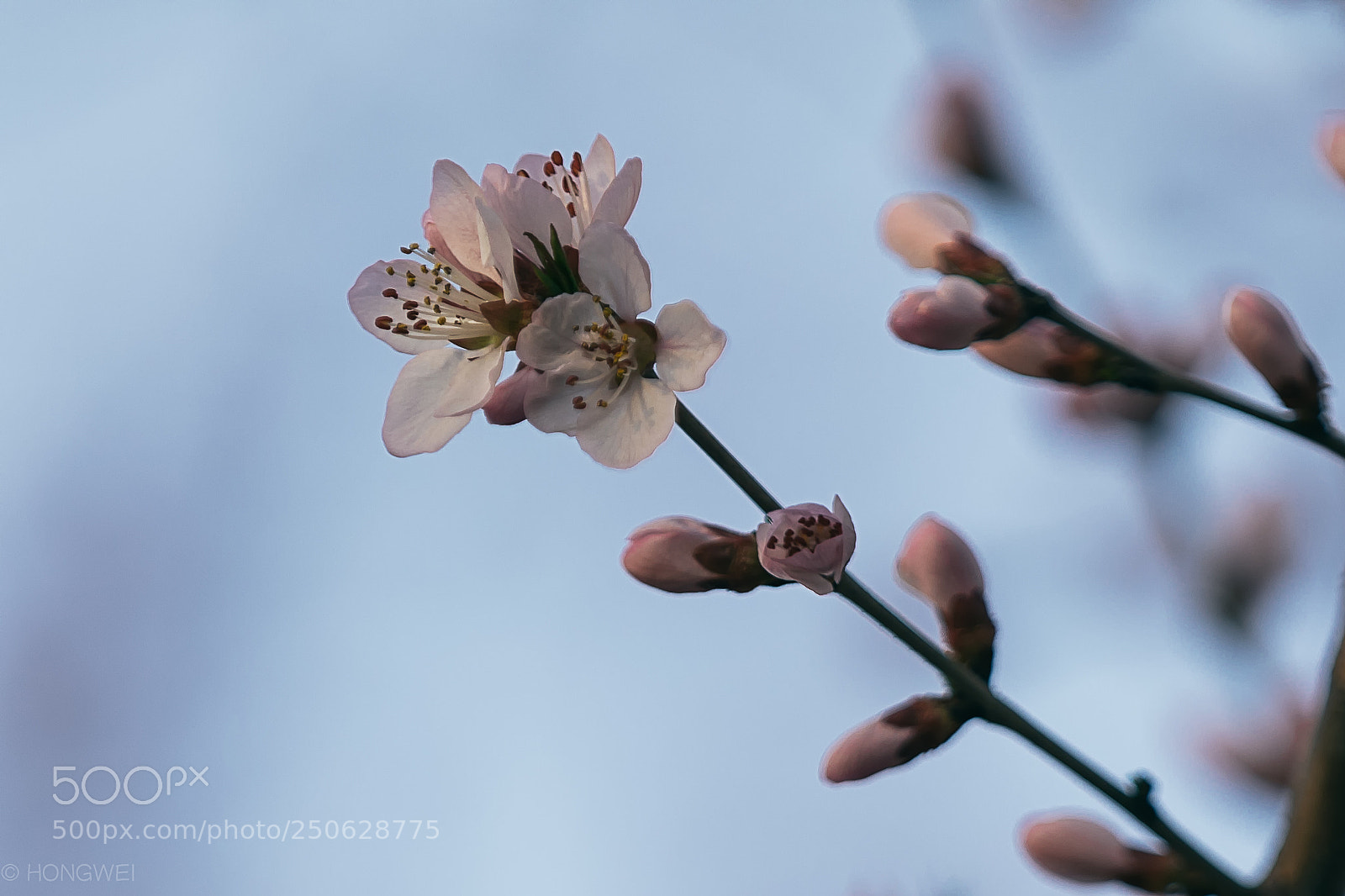 Canon EOS 5D Mark IV sample photo. Flower photography