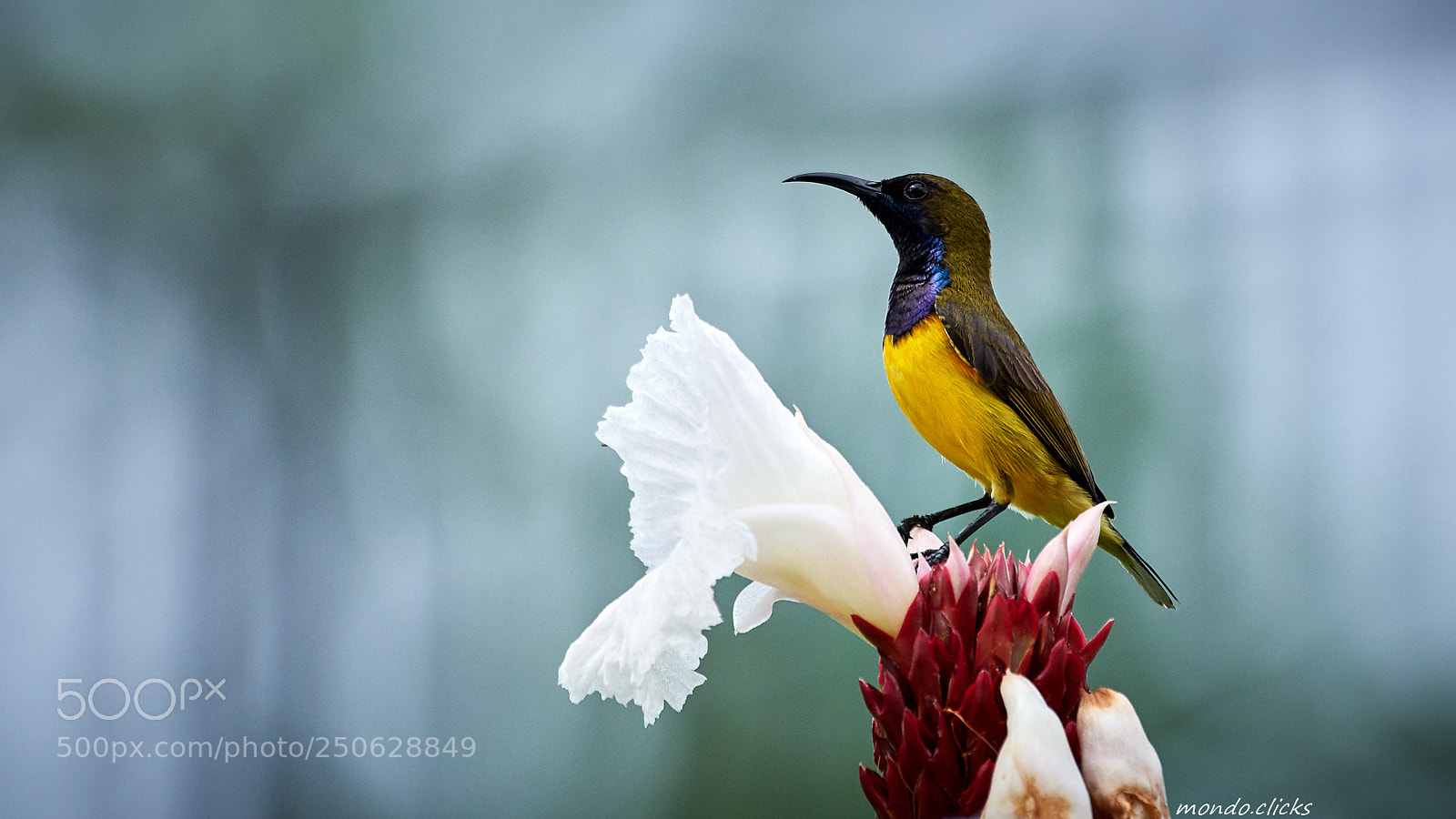 Nikon D500 sample photo. Male of olive-backed sunbird photography