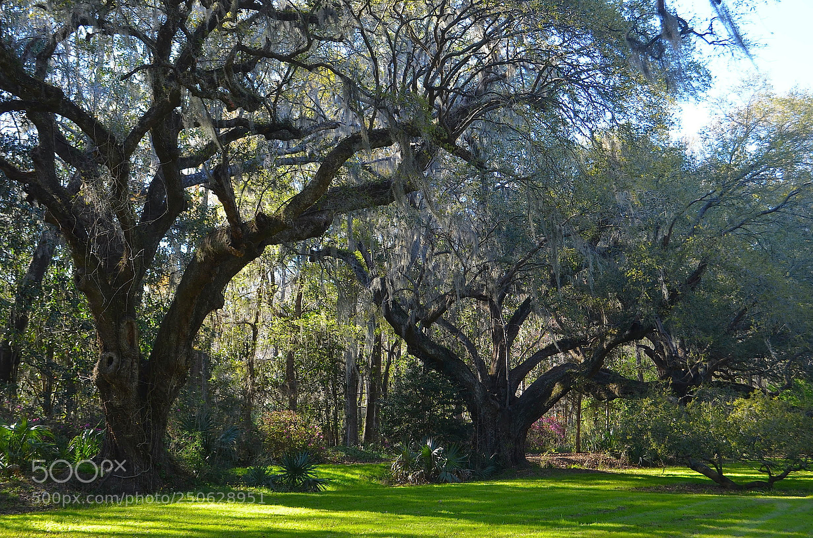 Nikon D5100 sample photo. Live oaks photography