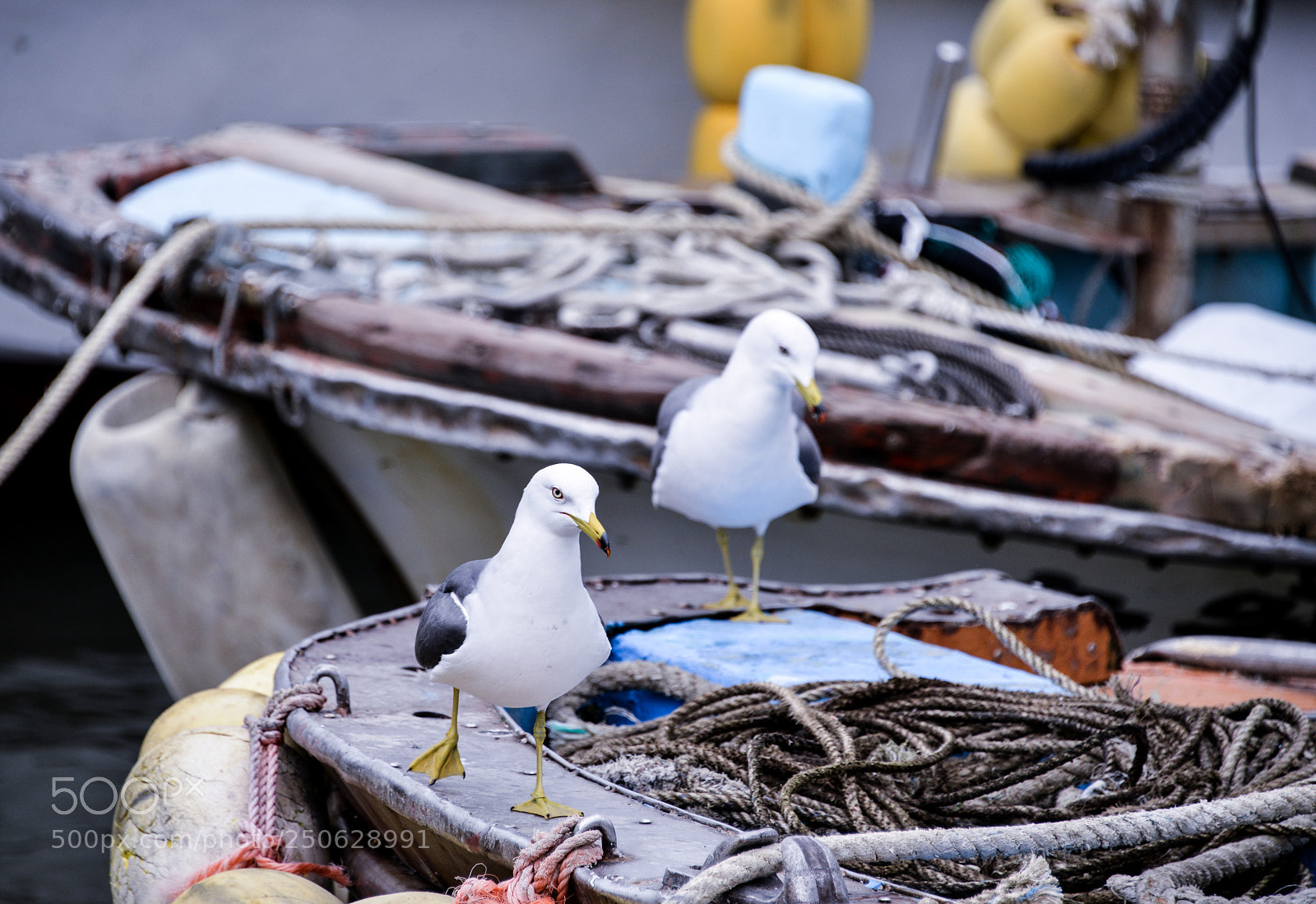 Nikon D800 sample photo. This area is mine. photography