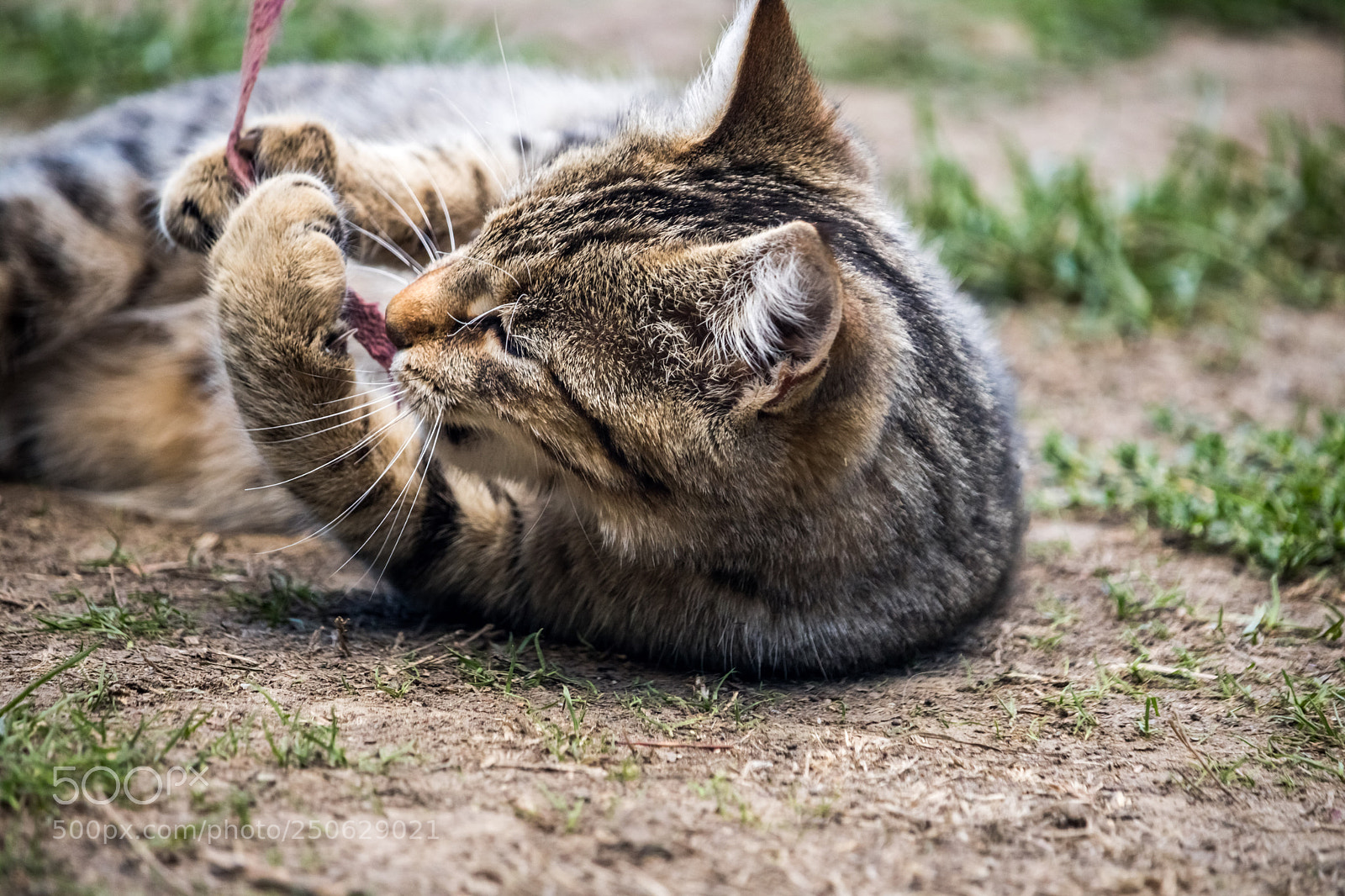 Canon EOS 760D (EOS Rebel T6s / EOS 8000D) sample photo. Playing cat photography