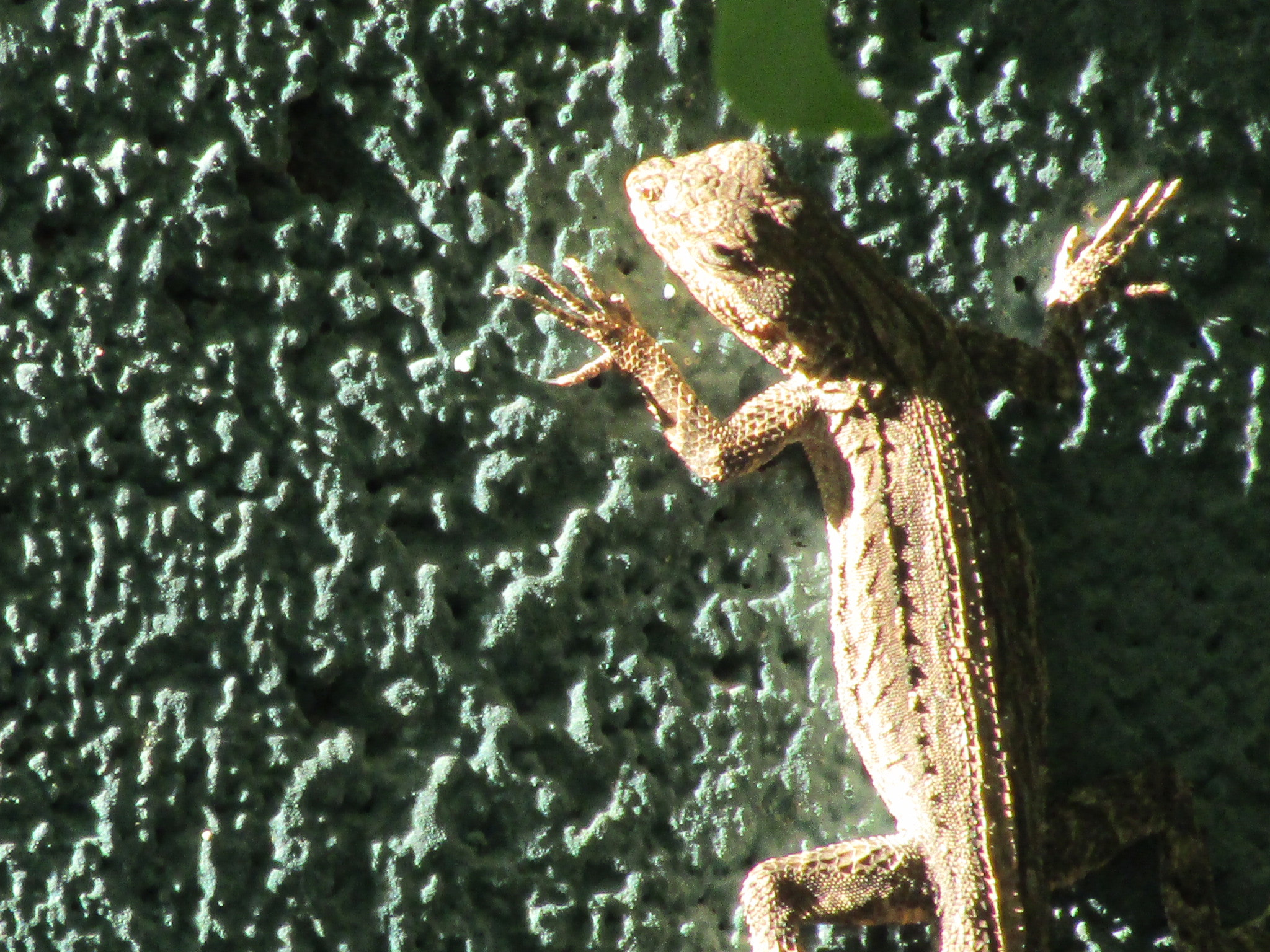 Canon PowerShot SX420 IS sample photo. Lizard photography