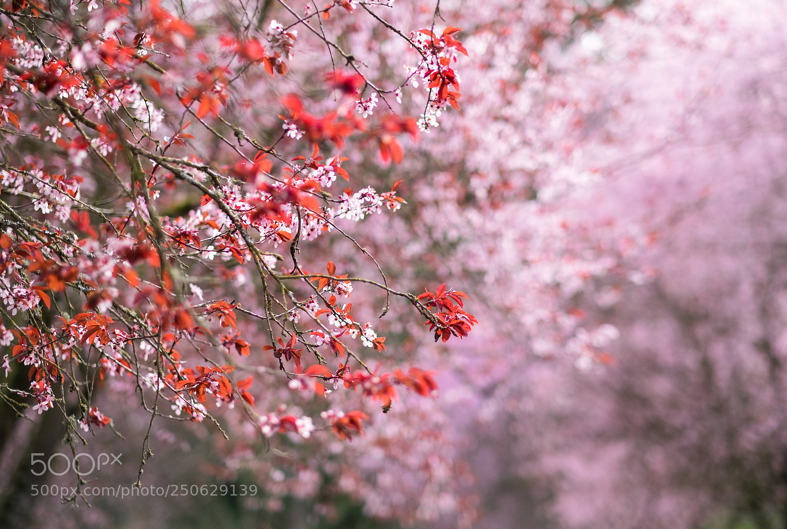 Fujifilm X-T1 sample photo. Cherry blossom photography