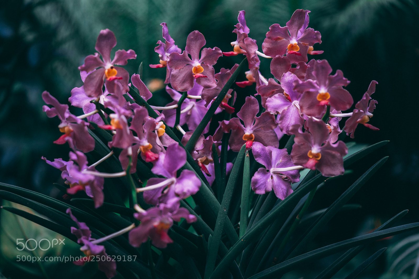Sony a7 sample photo. Vanda usha photography
