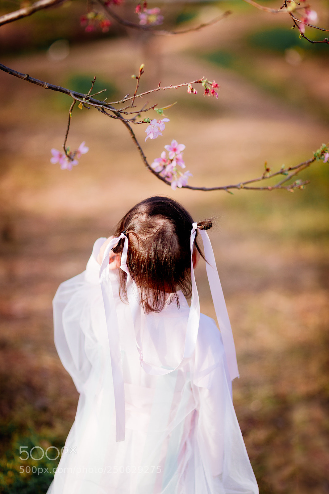 Canon EOS 5D Mark IV sample photo. Cherry blossom photography