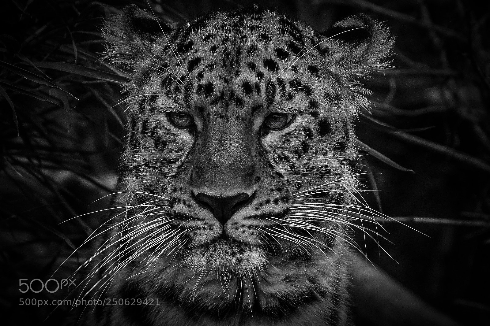 Canon EOS 7D sample photo. Leopard photography