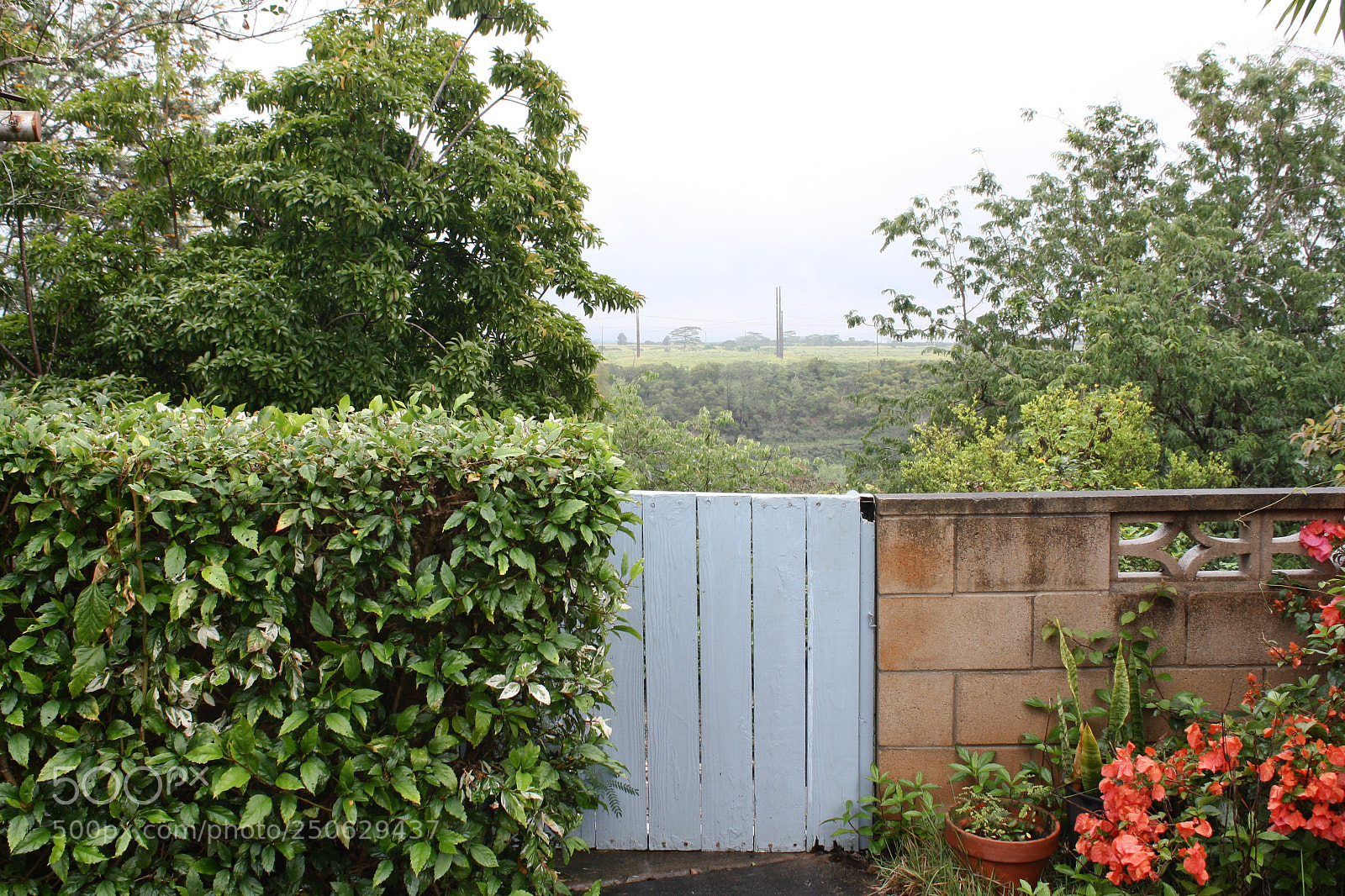 Canon EOS 1000D (EOS Digital Rebel XS / EOS Kiss F) sample photo. Home garden colors photography