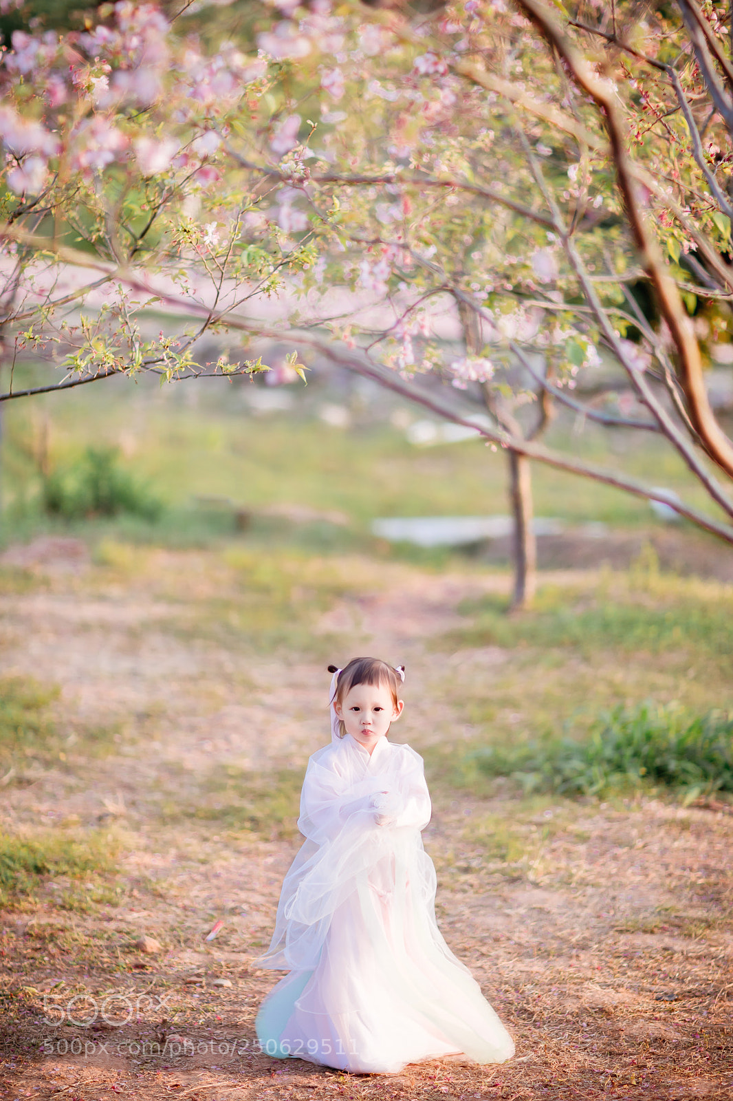 Canon EOS 5D Mark IV sample photo. Cherry blossom photography
