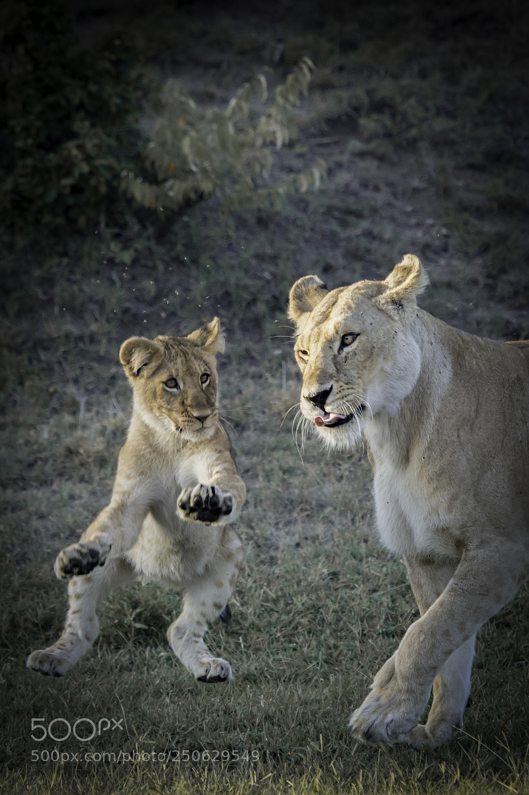Nikon D5 sample photo. Mamma & i photography