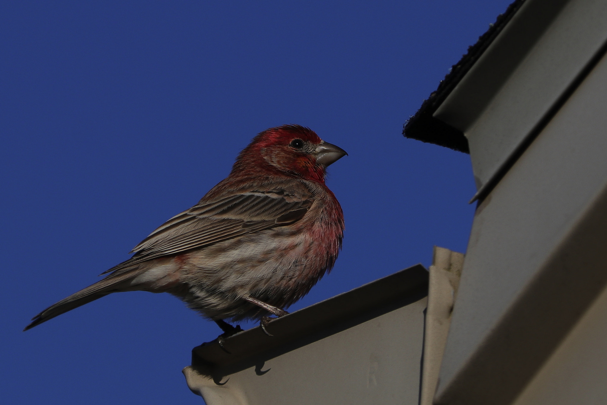 Canon EF 70-300 F4-5.6 IS II USM sample photo. House finch on house photography