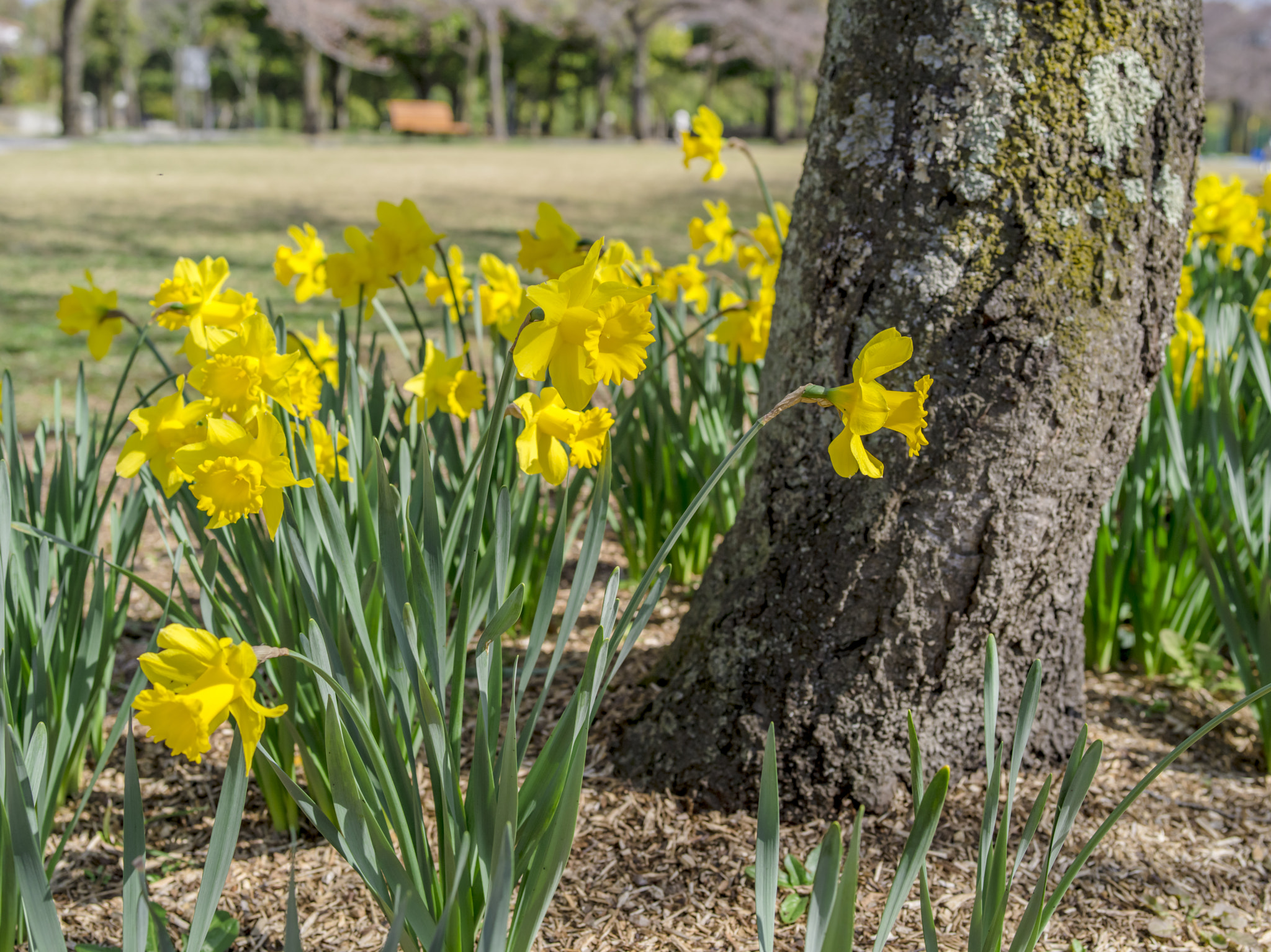 Pentax 645D sample photo. Flowers in spring 1 photography