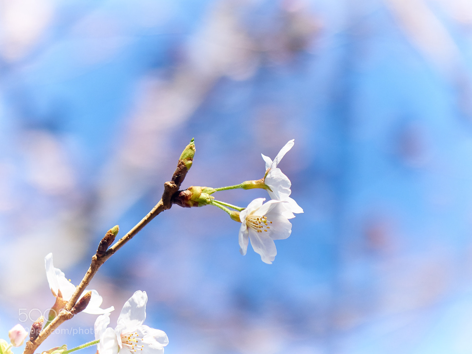 Sony Cyber-shot DSC-RX10 sample photo. Cherry blossoms in spring photography