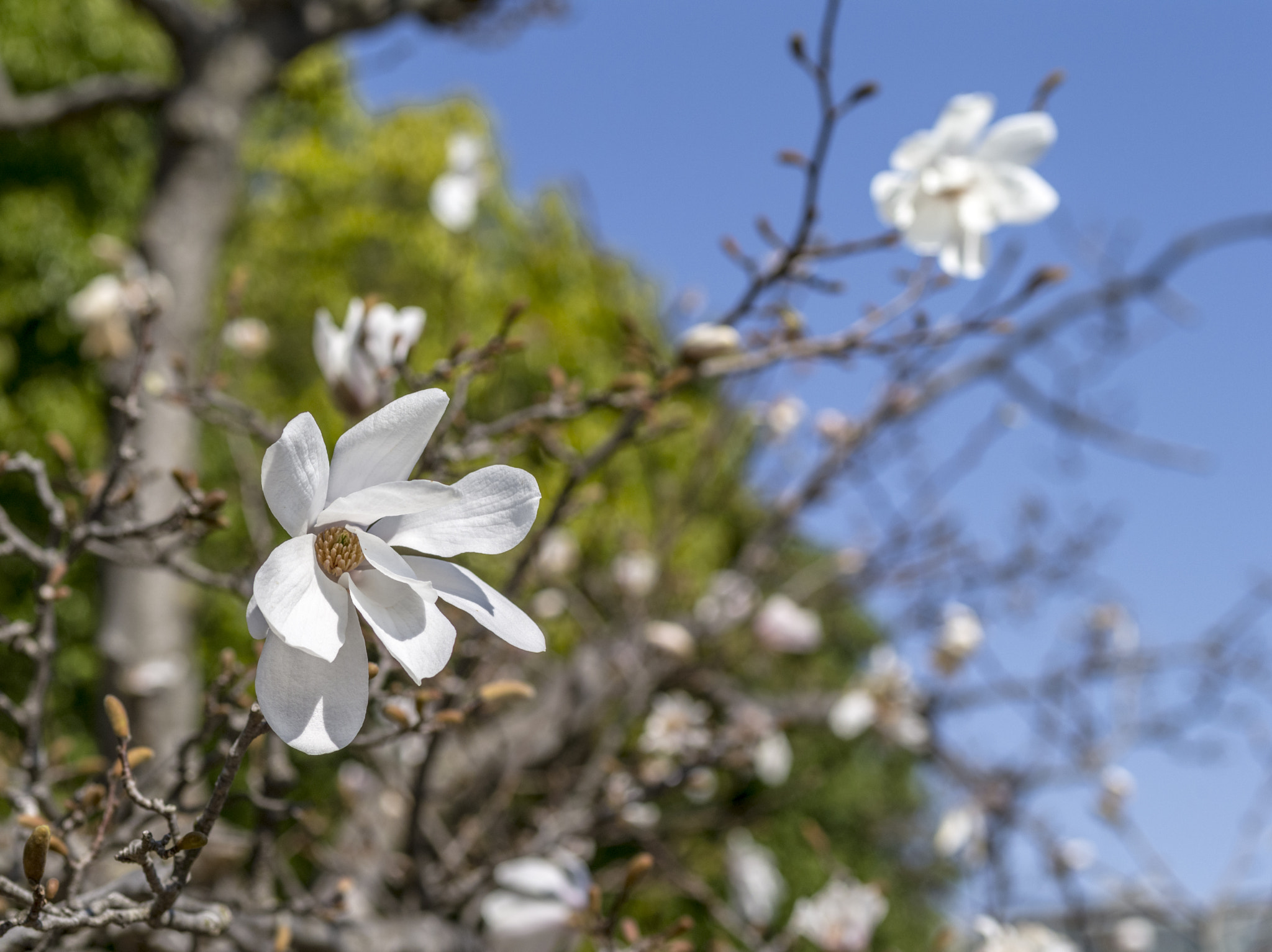 Pentax 645D sample photo. Flowers in spring 2 photography