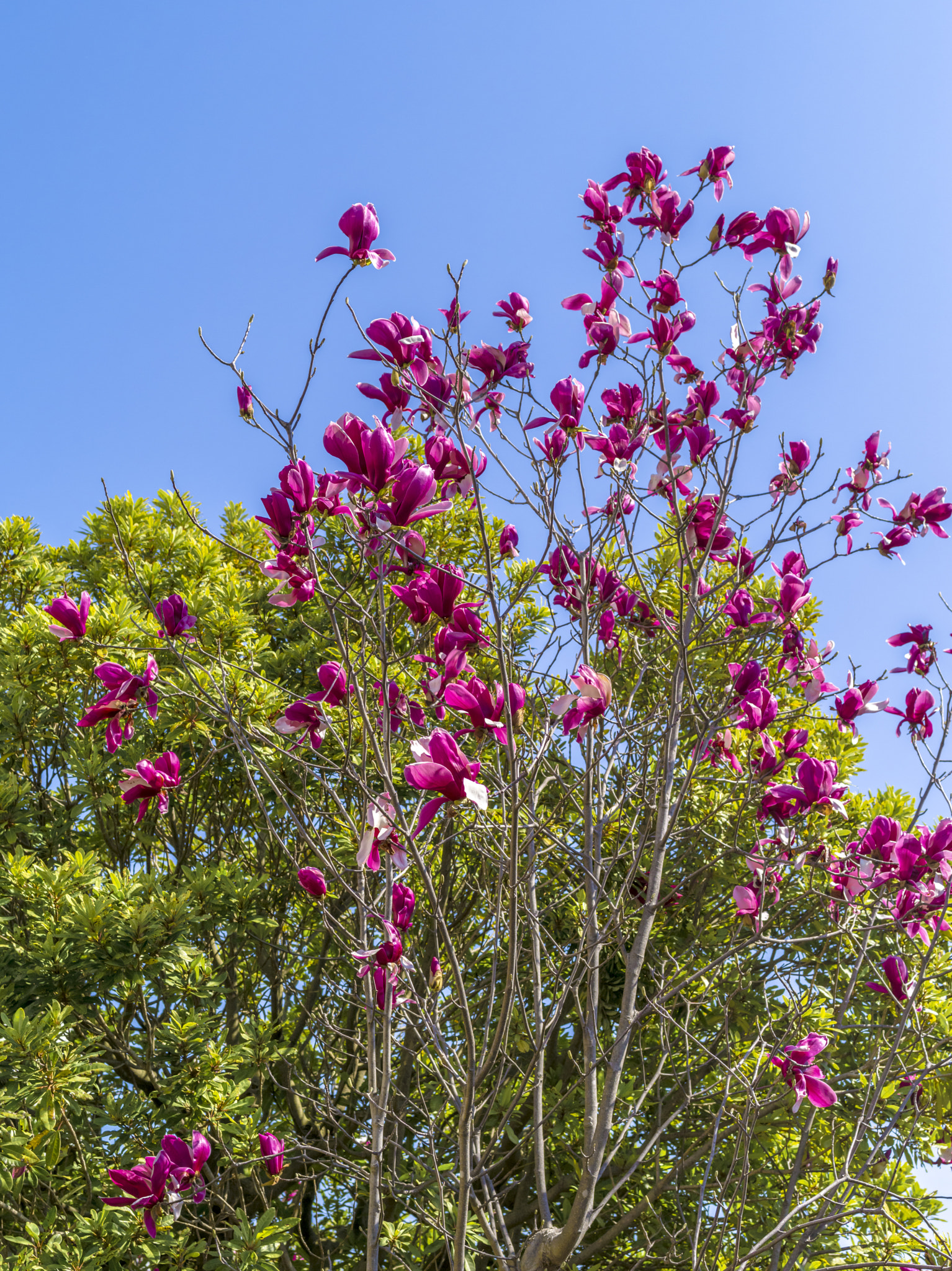 Pentax 645D sample photo. Flowers in spring 3 photography