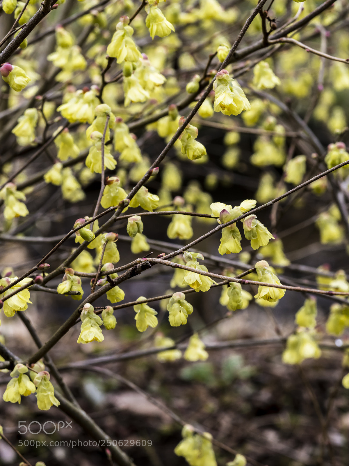 Pentax 645Z sample photo. Flowers in spring 4 photography
