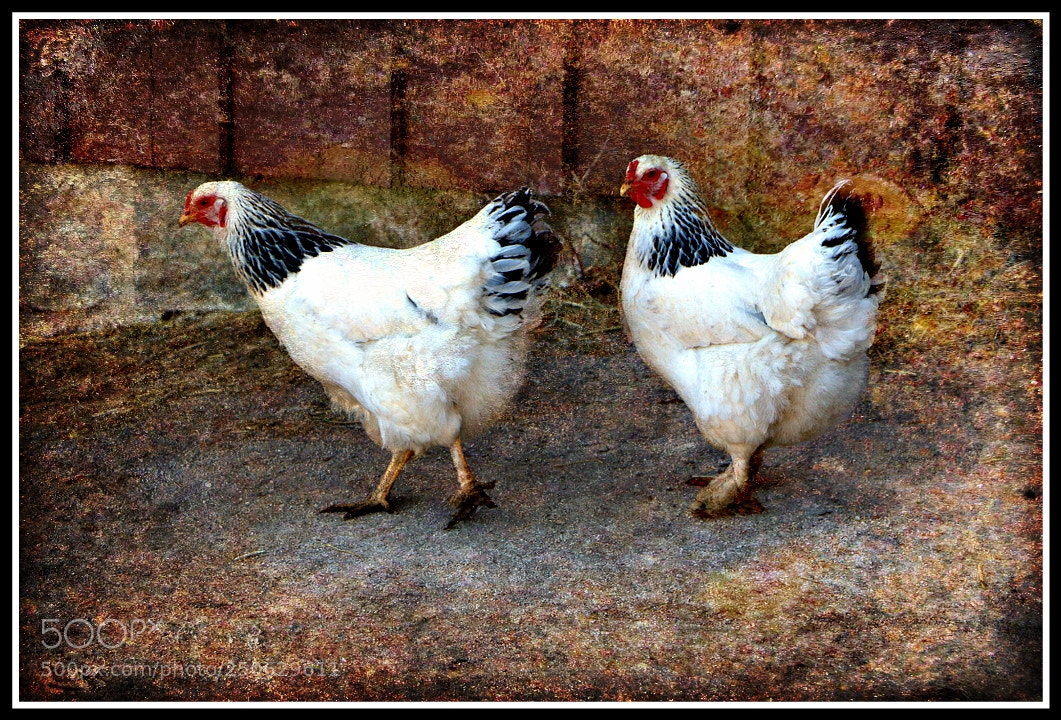 Canon EOS 70D sample photo. The hen party photography