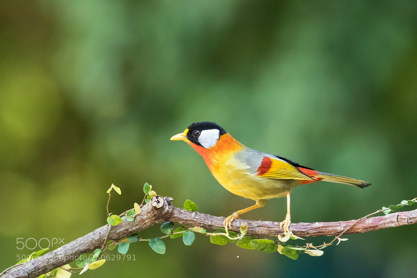 Canon EOS 7D Mark II sample photo. 銀耳相思鳥 photography