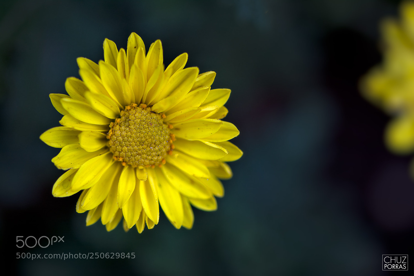 Nikon D7100 sample photo. Little yellow flower photography