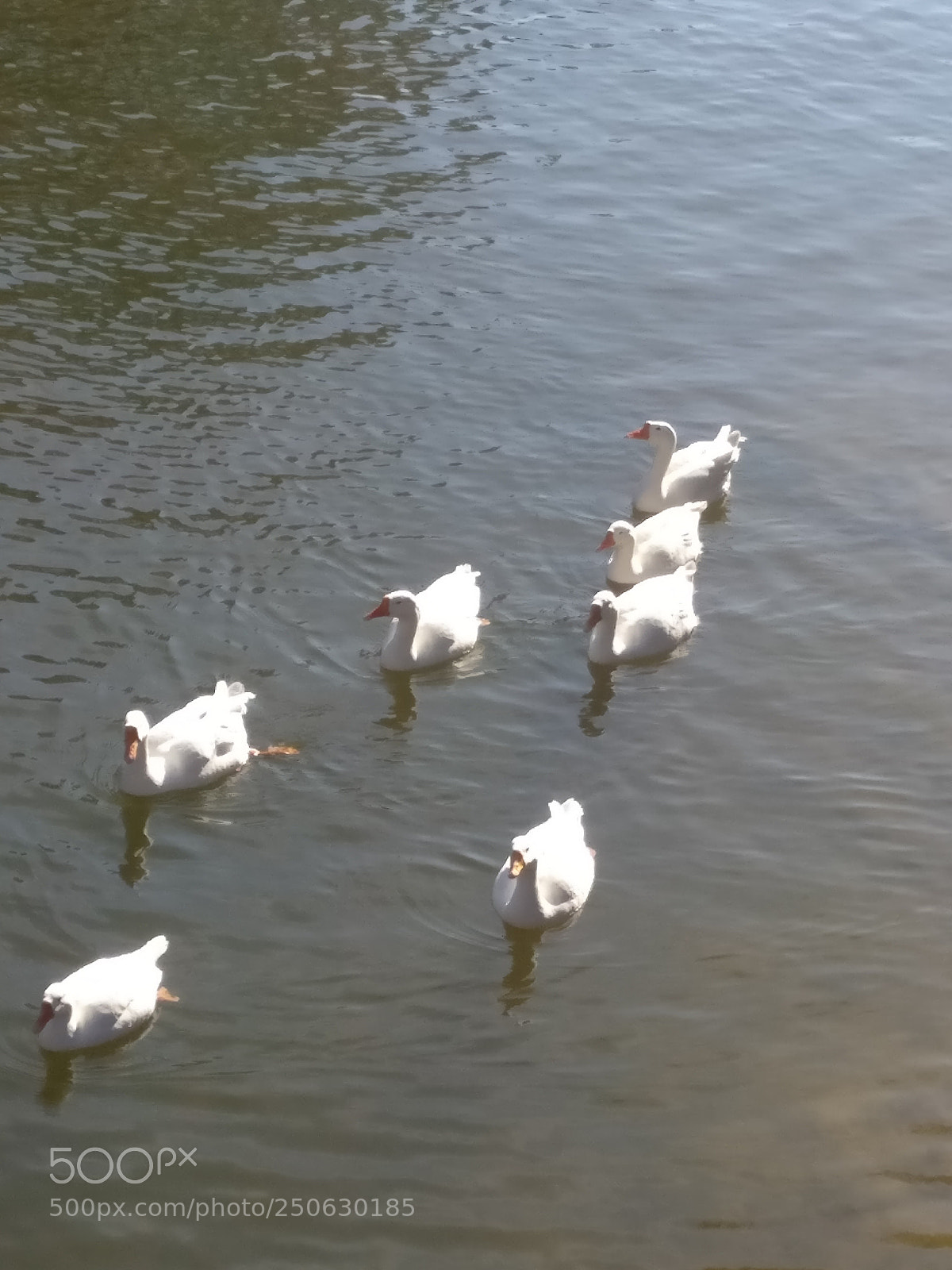 OnePlus A3003 sample photo. Ducks photography