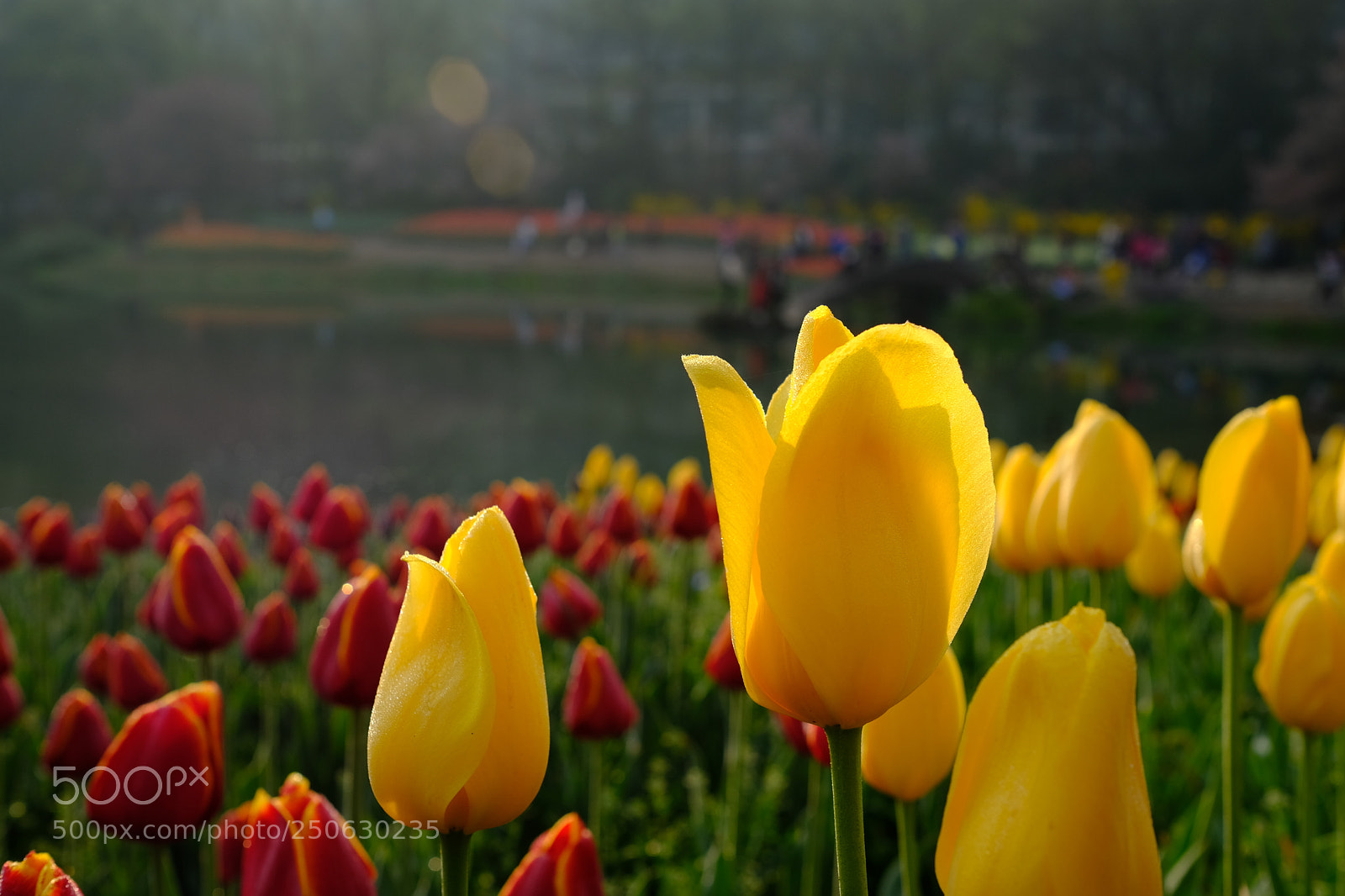 Fujifilm X-Pro2 sample photo. Tulip photography