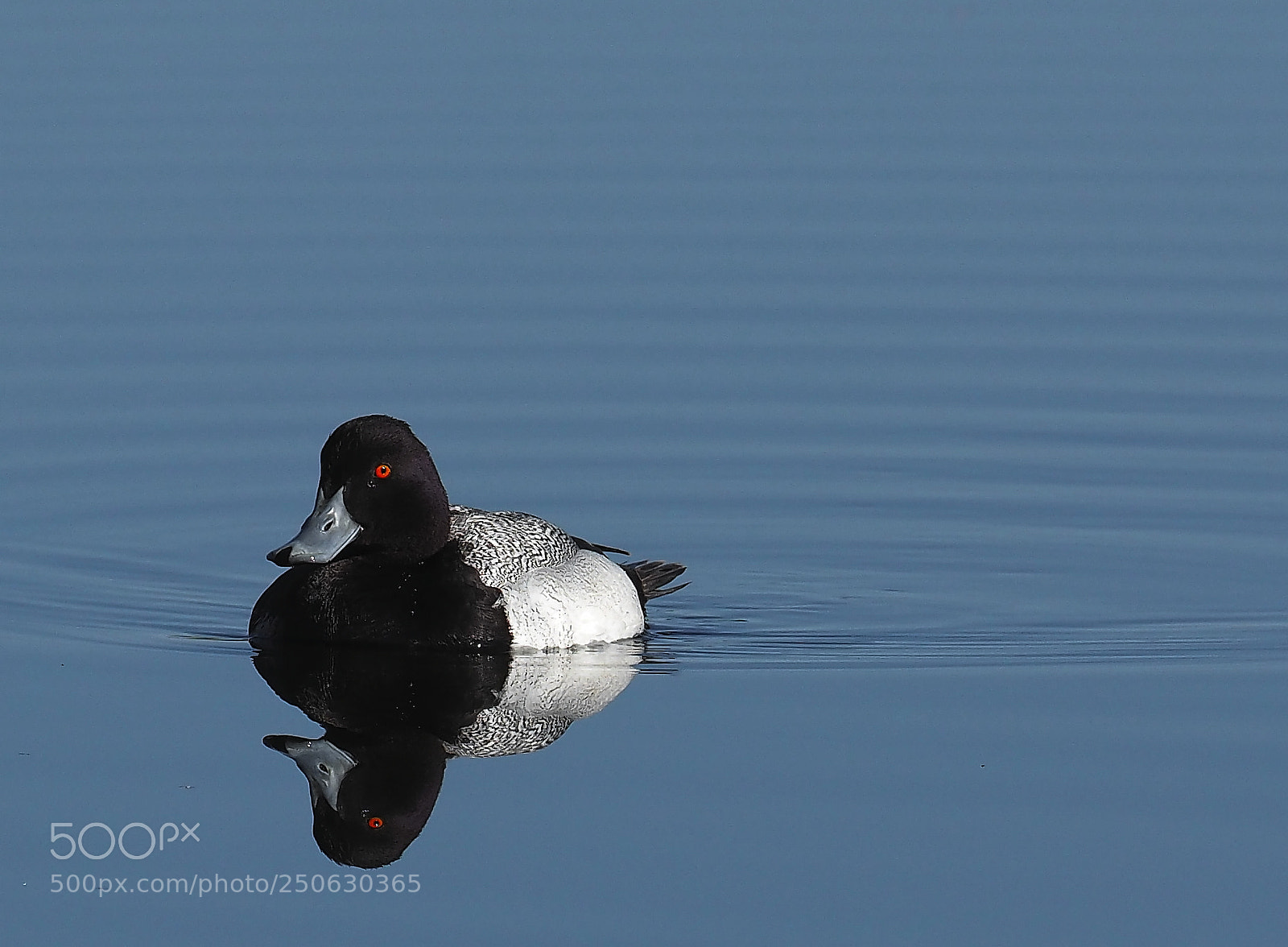 Olympus OM-D E-M1 Mark II sample photo. Greater scaup photography