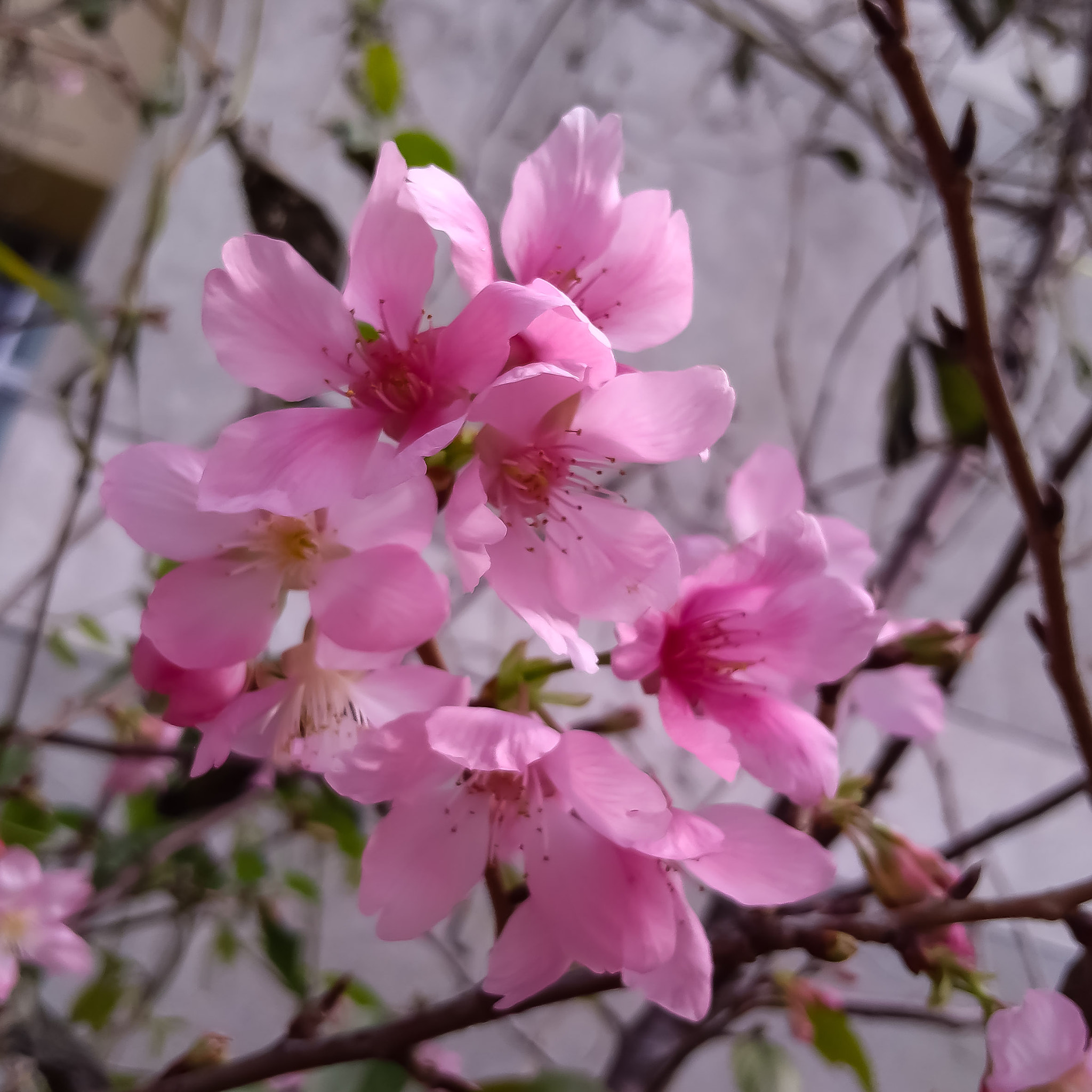 ASUS ZenFone 4 Max (ZC554KL) sample photo