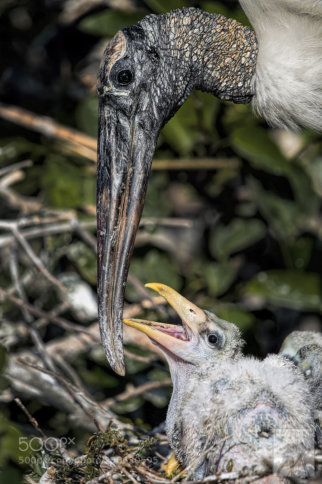Nikon D810 sample photo. Hungry chick 1714 photography