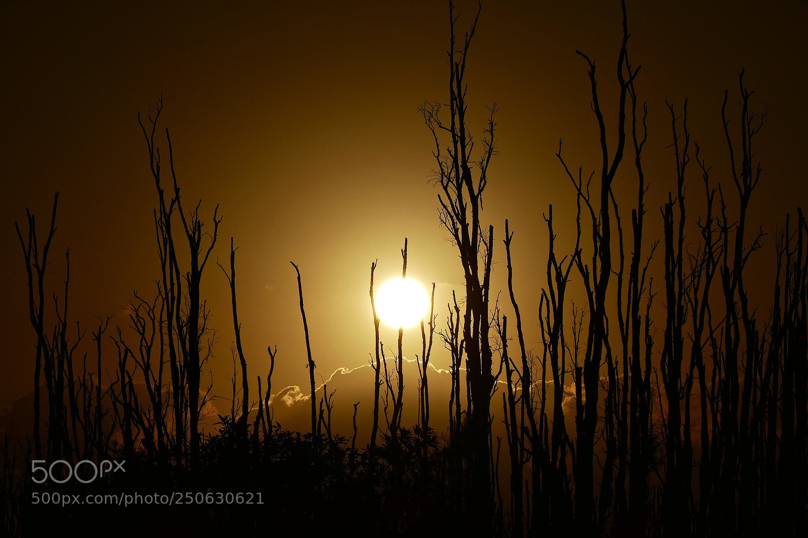 Panasonic Lumix DMC-FZ1000 sample photo. Sunrise and naked trees  photography