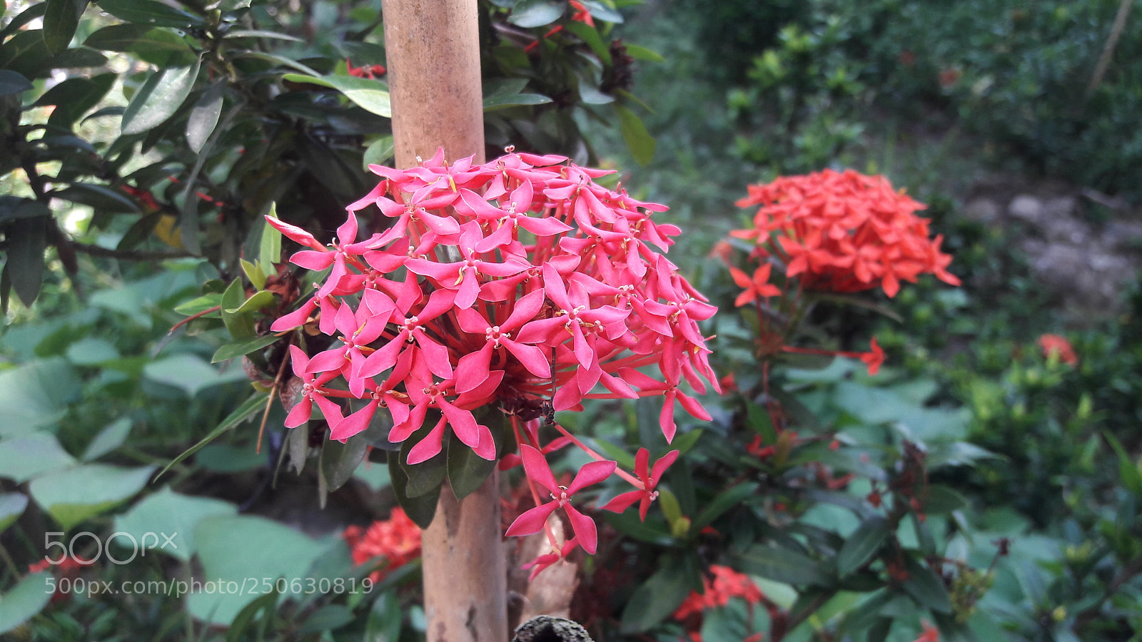 Samsung Galaxy J7 sample photo. Flower p.1.jpg photography