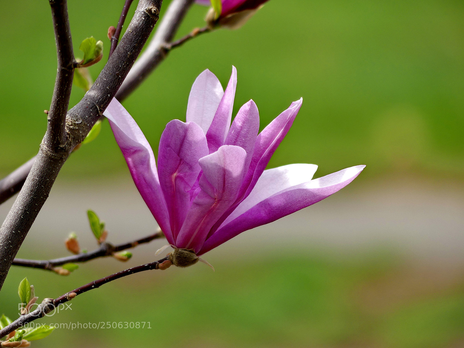 Panasonic Lumix DMC-FZ300 sample photo. Colors of spring photography