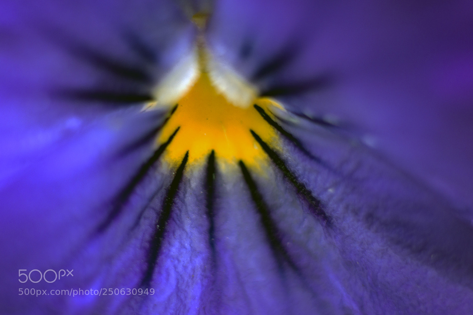 Canon EOS 70D sample photo. Pansy photography