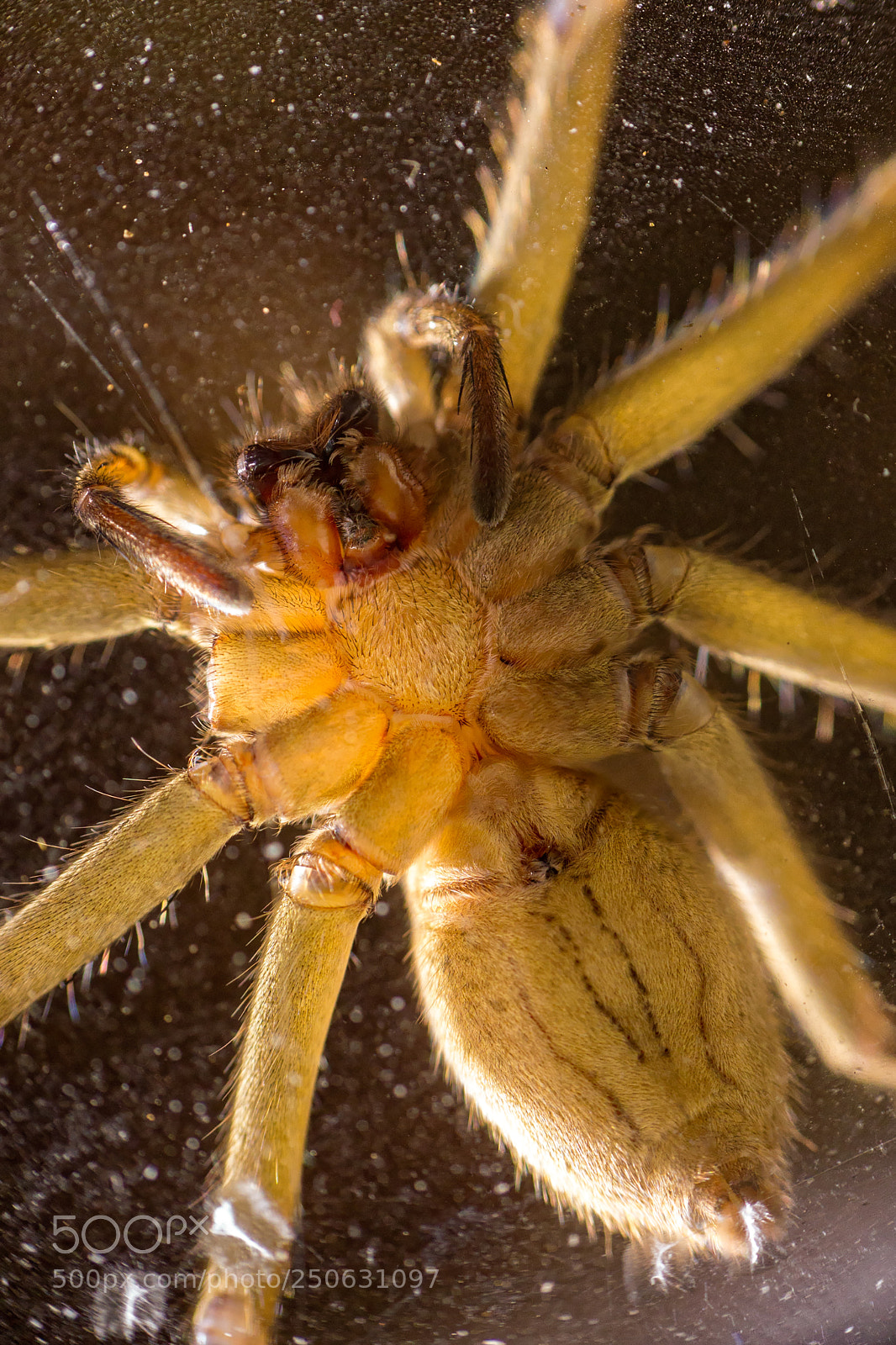Sony a6000 sample photo. Spider photography