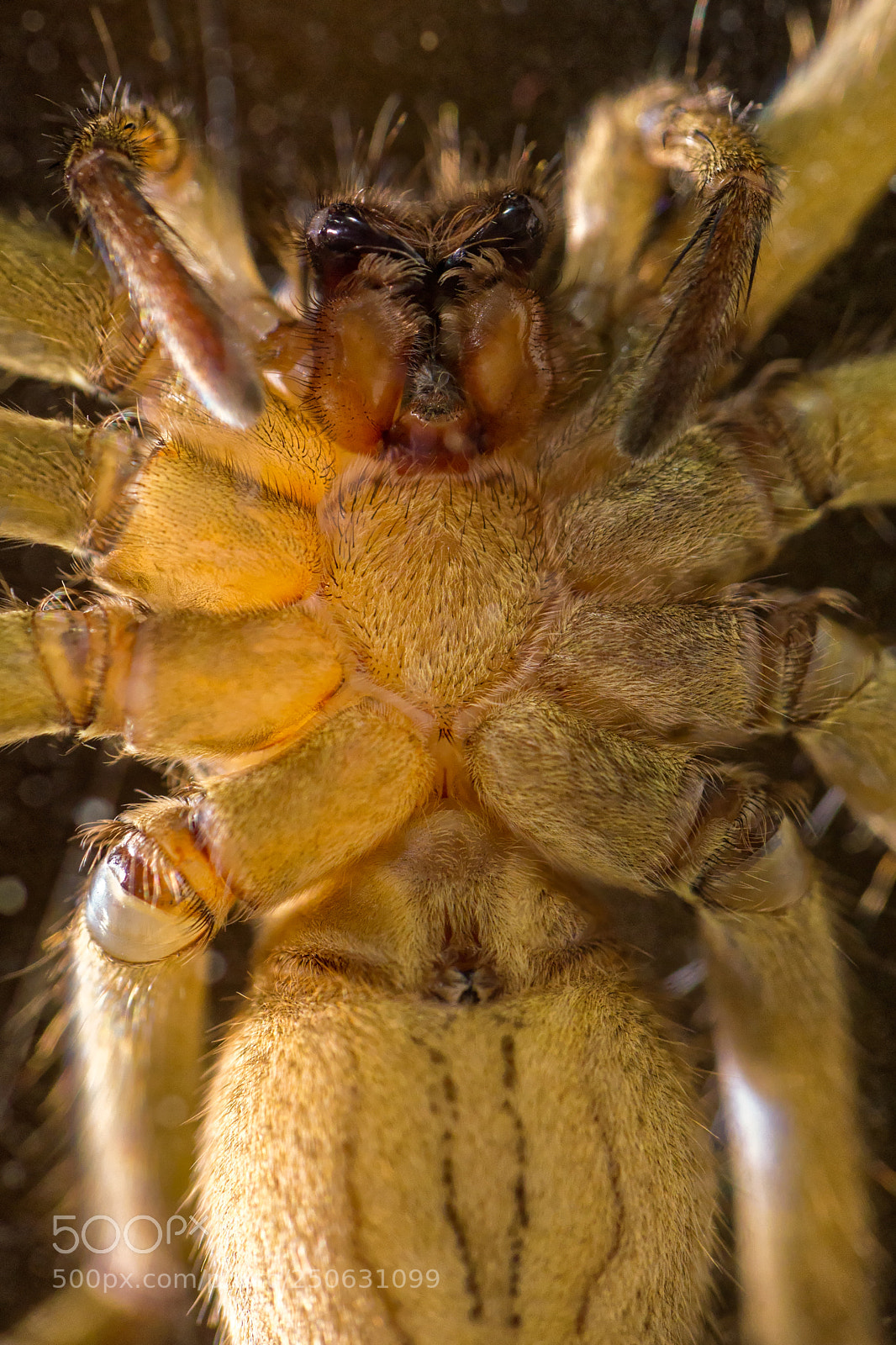 Sony a6000 sample photo. Spider photography