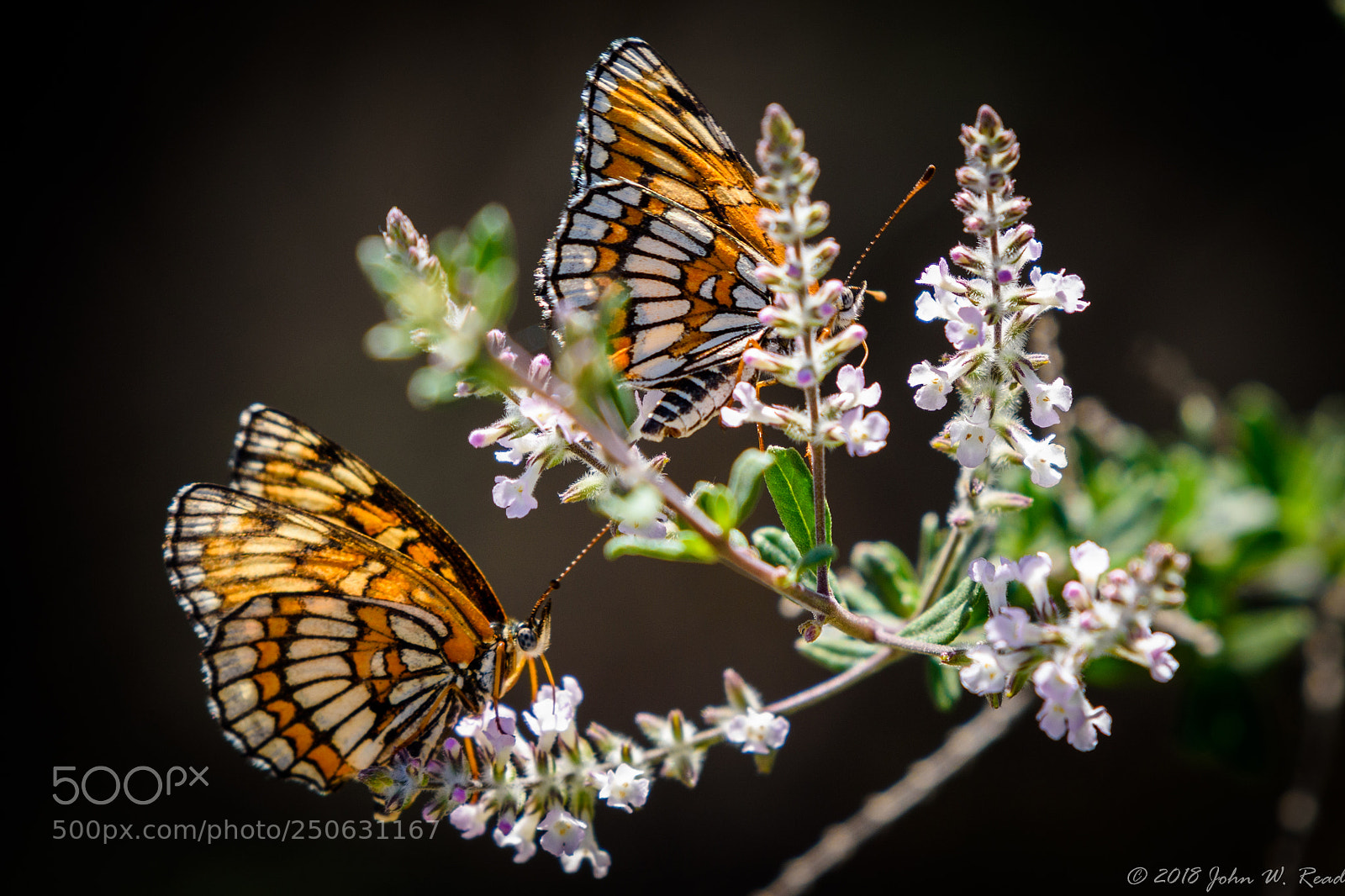 Nikon D7200 sample photo. Desert butterflies photography